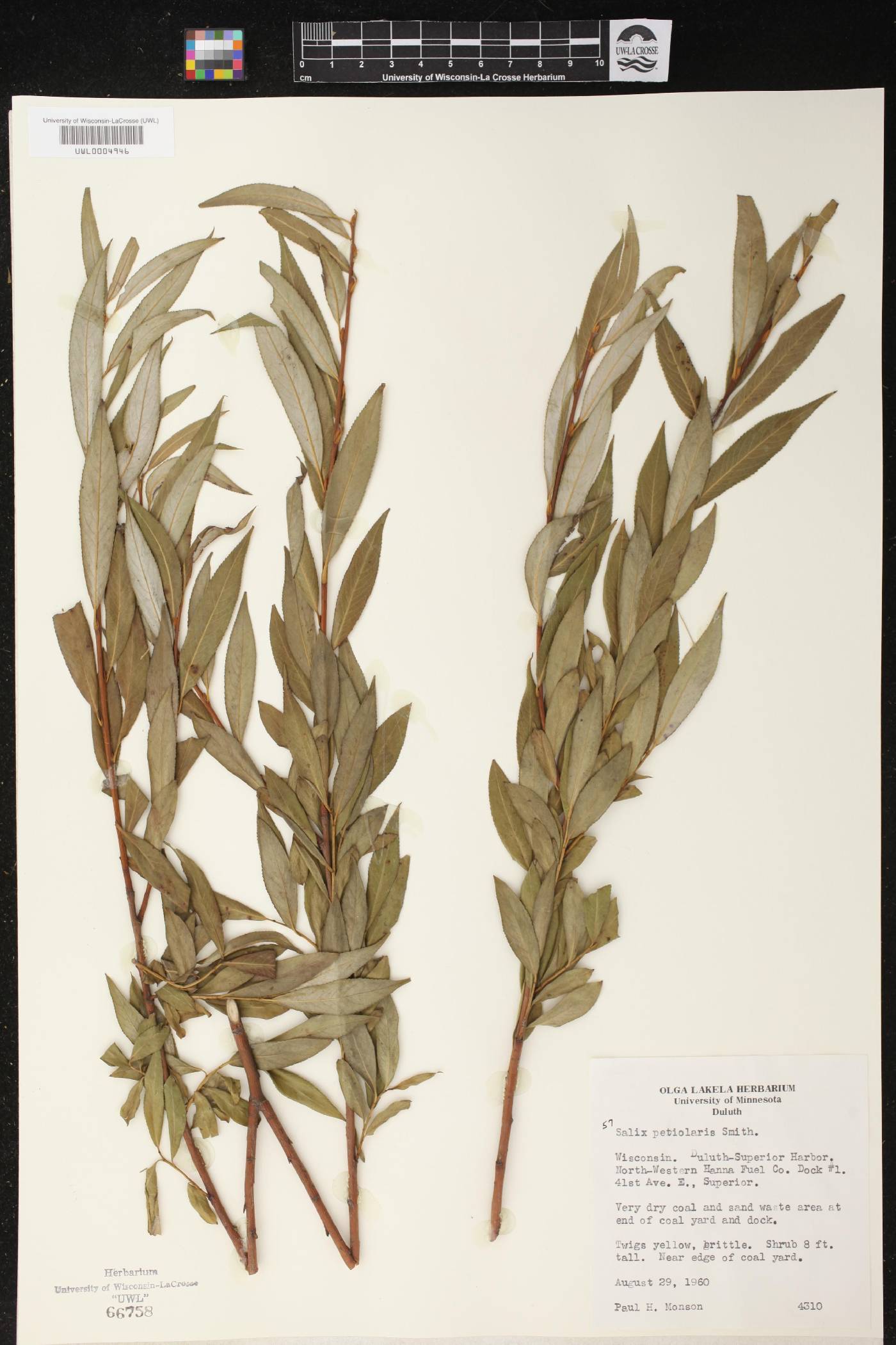 Salix petiolaris image