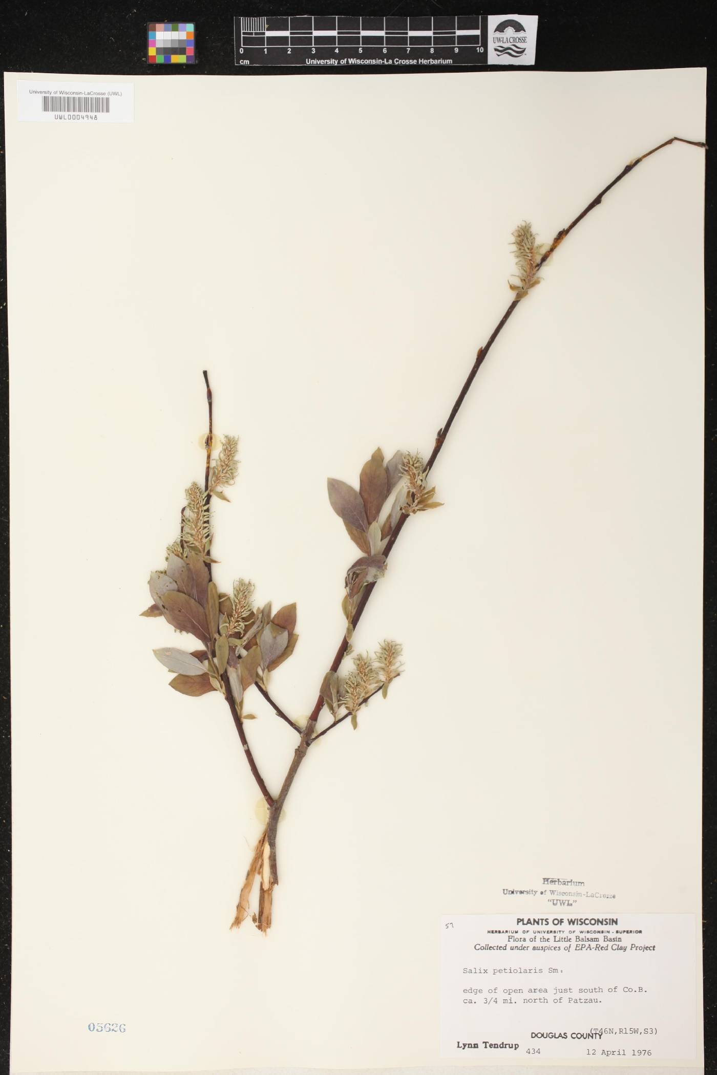 Salix petiolaris image
