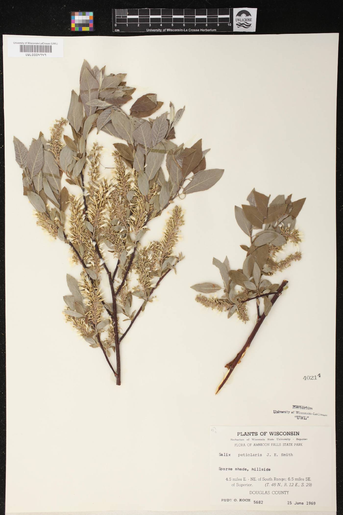 Salix petiolaris image