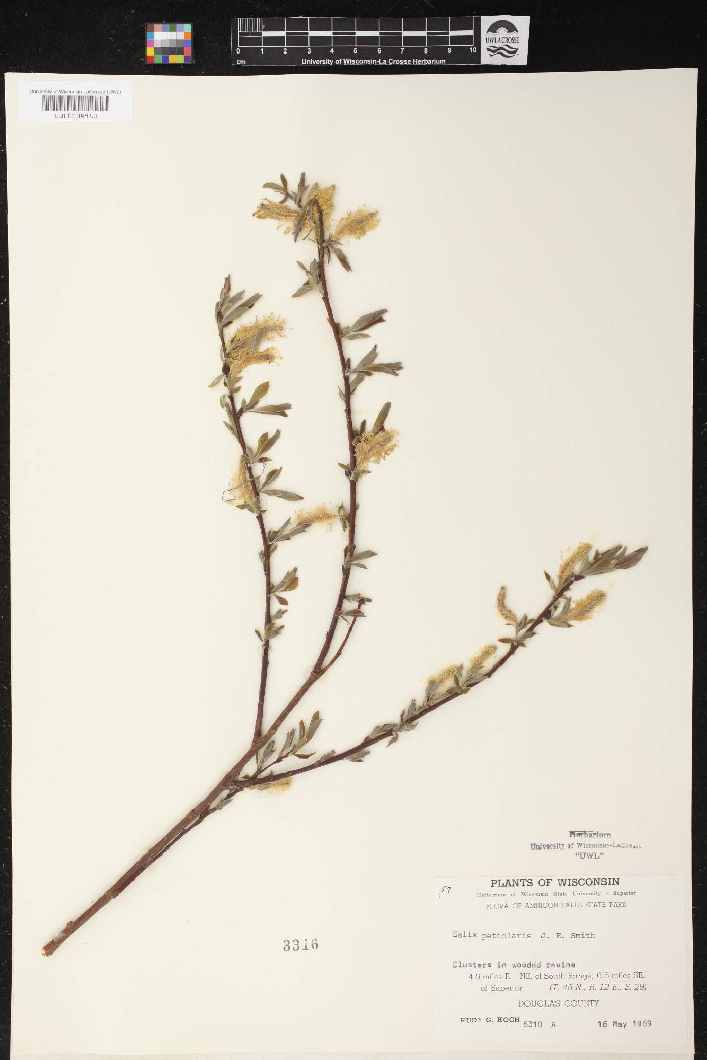 Salix petiolaris image