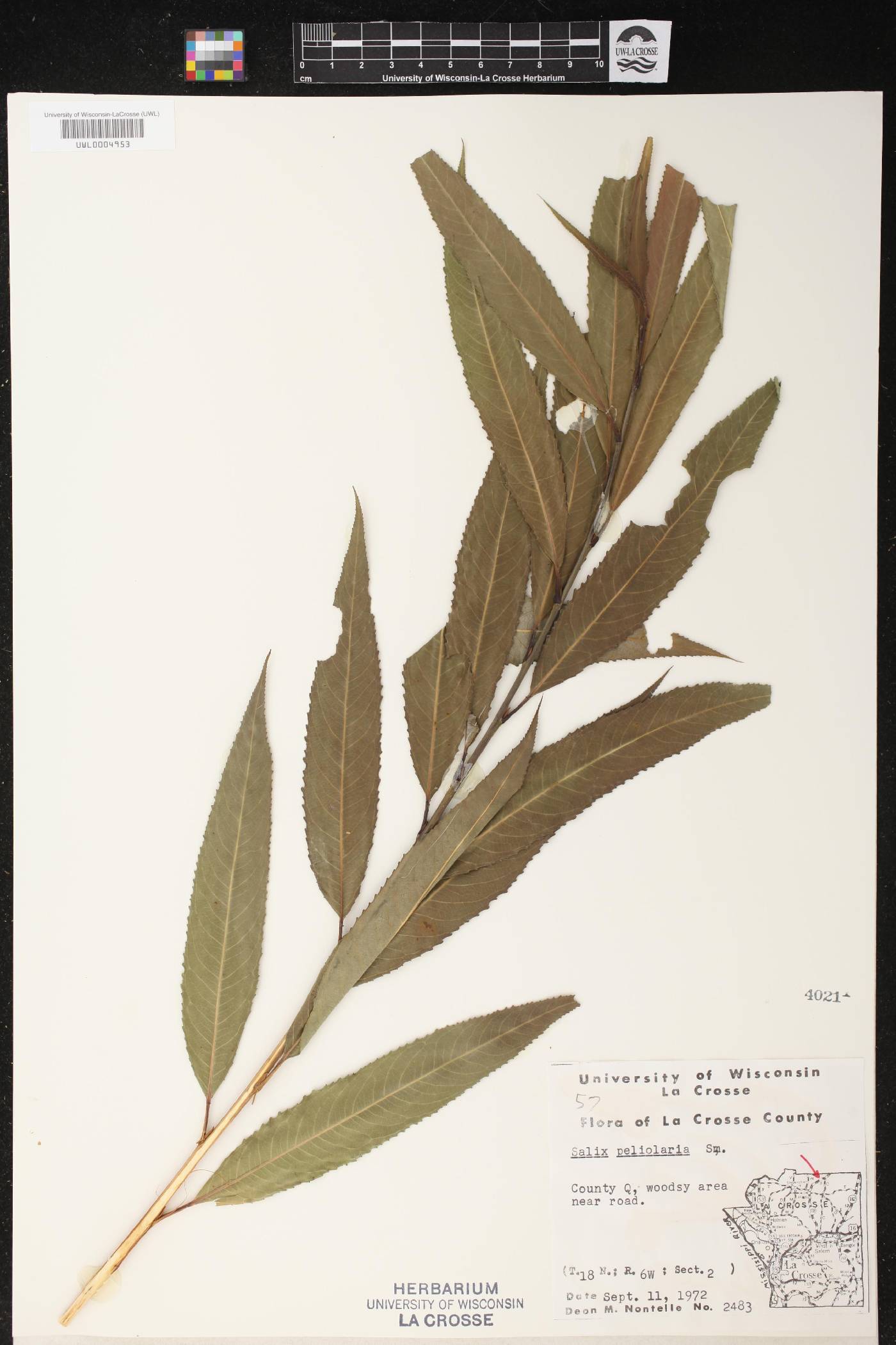Salix petiolaris image