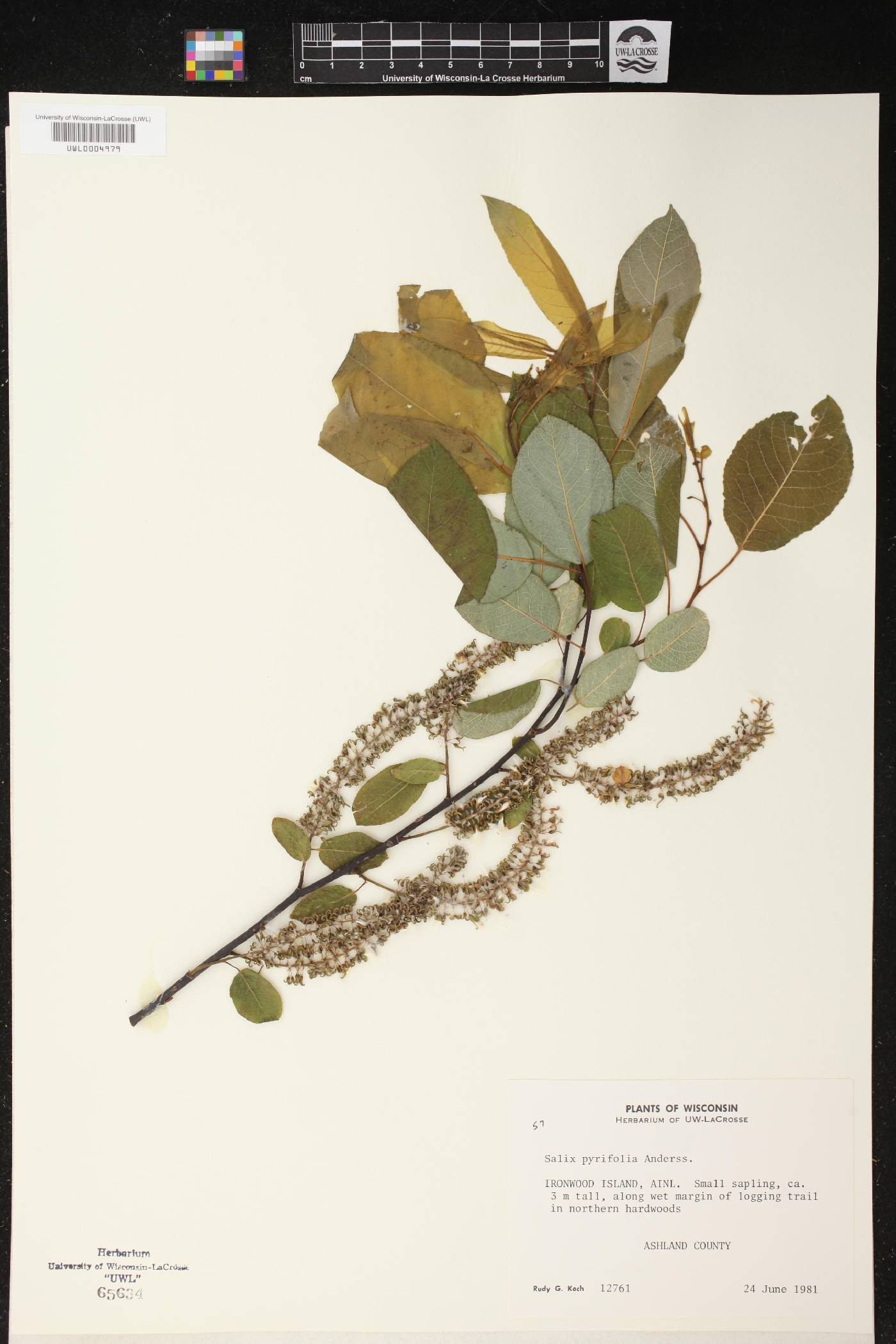 Salix pyrifolia image