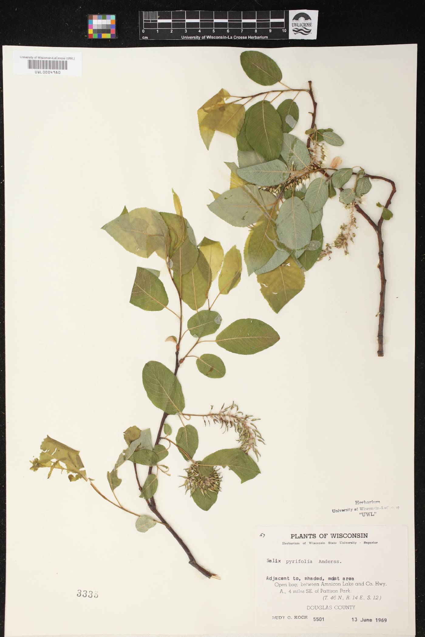 Salix pyrifolia image