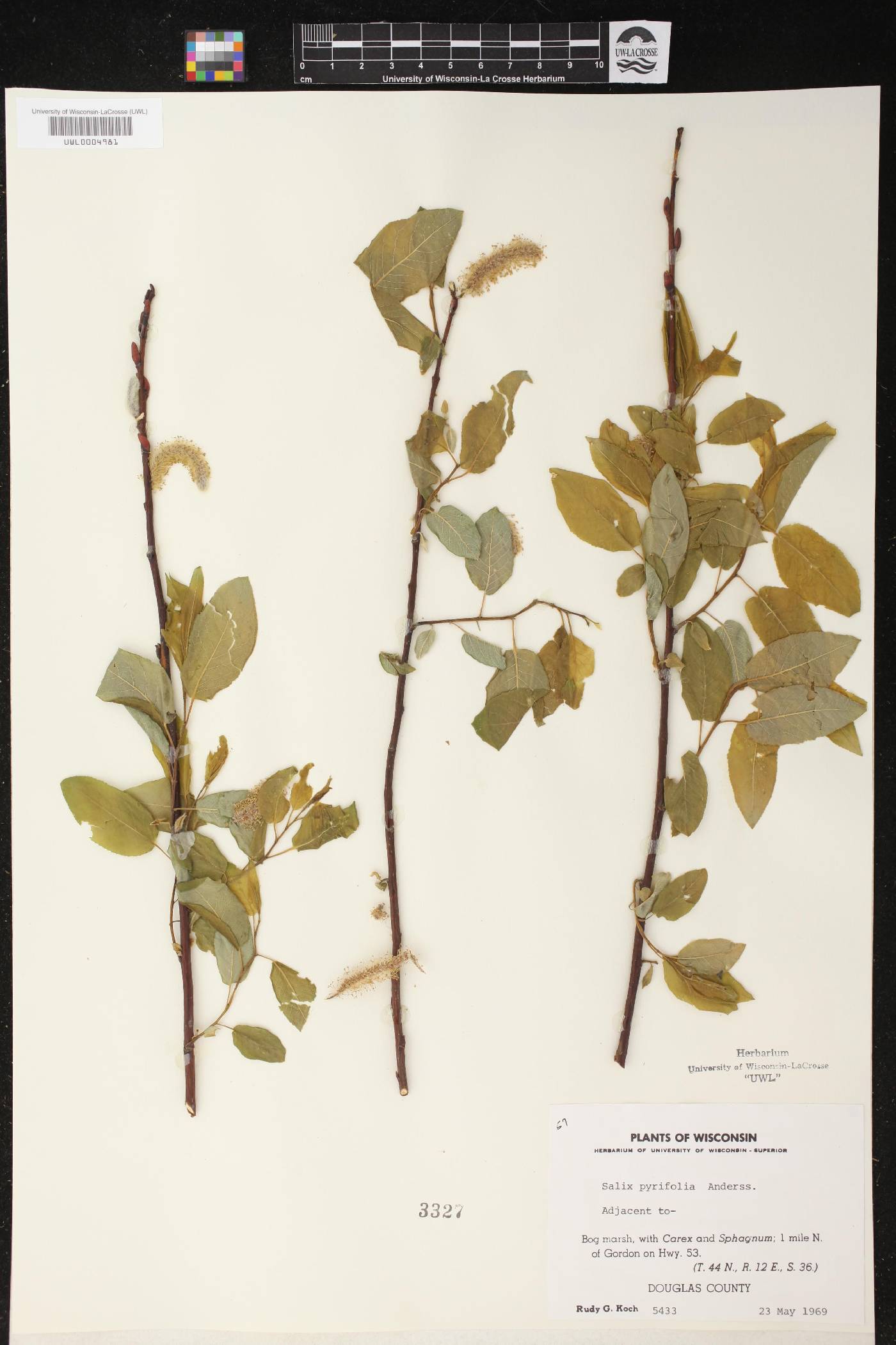 Salix pyrifolia image