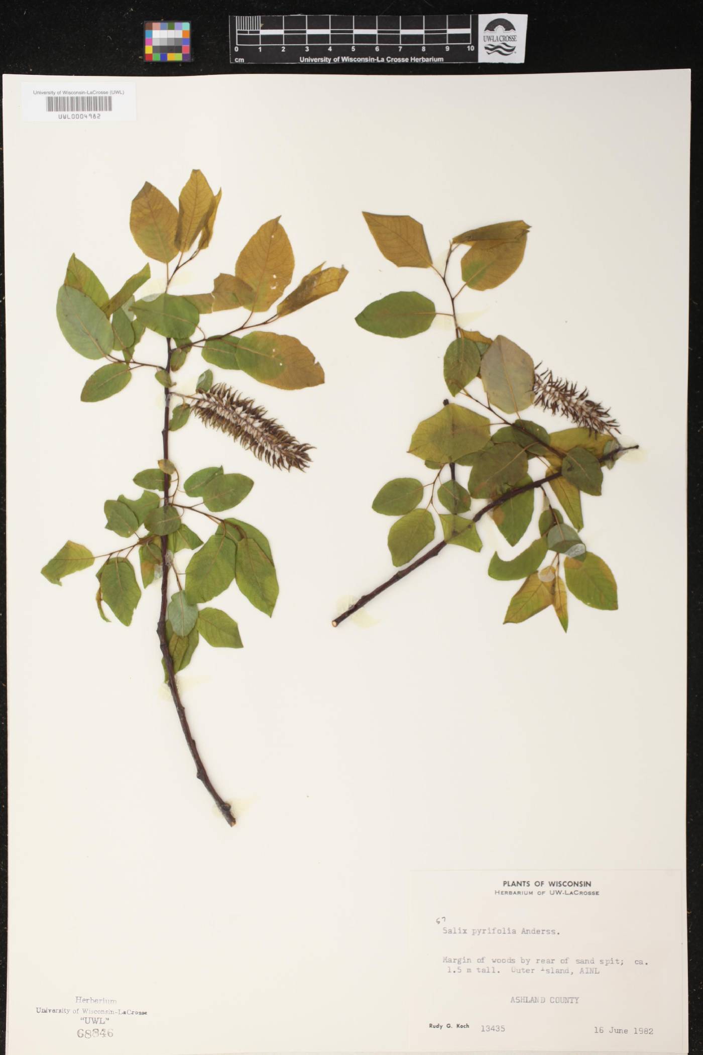 Salix pyrifolia image