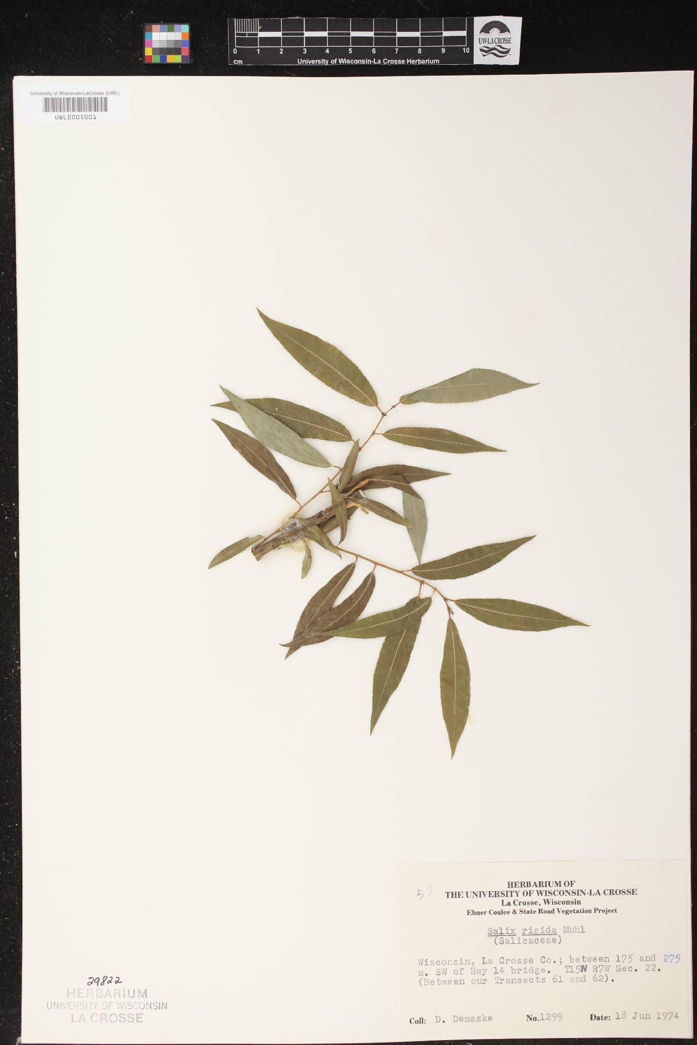 Salix eriocephala image