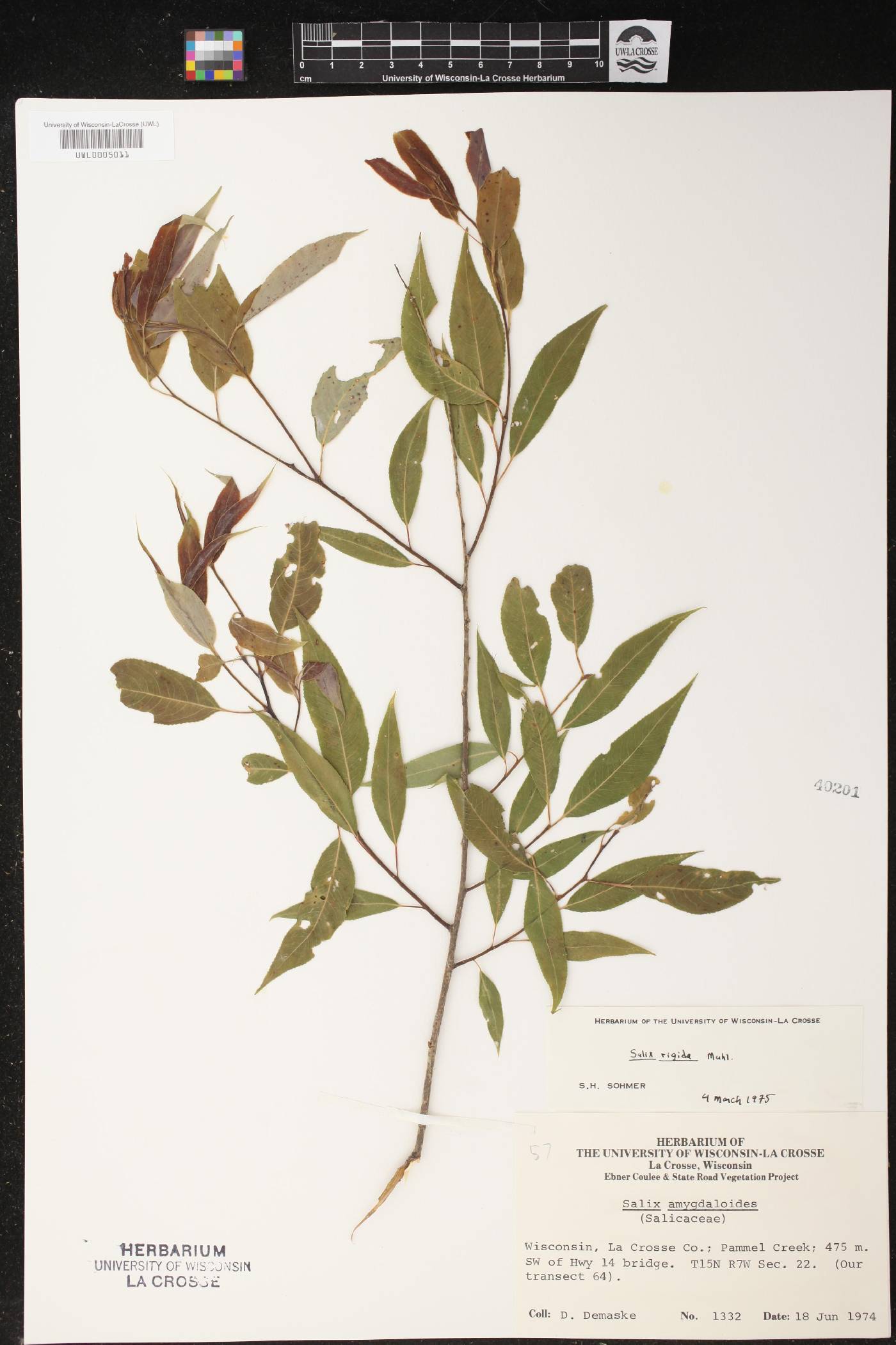 Salix eriocephala image