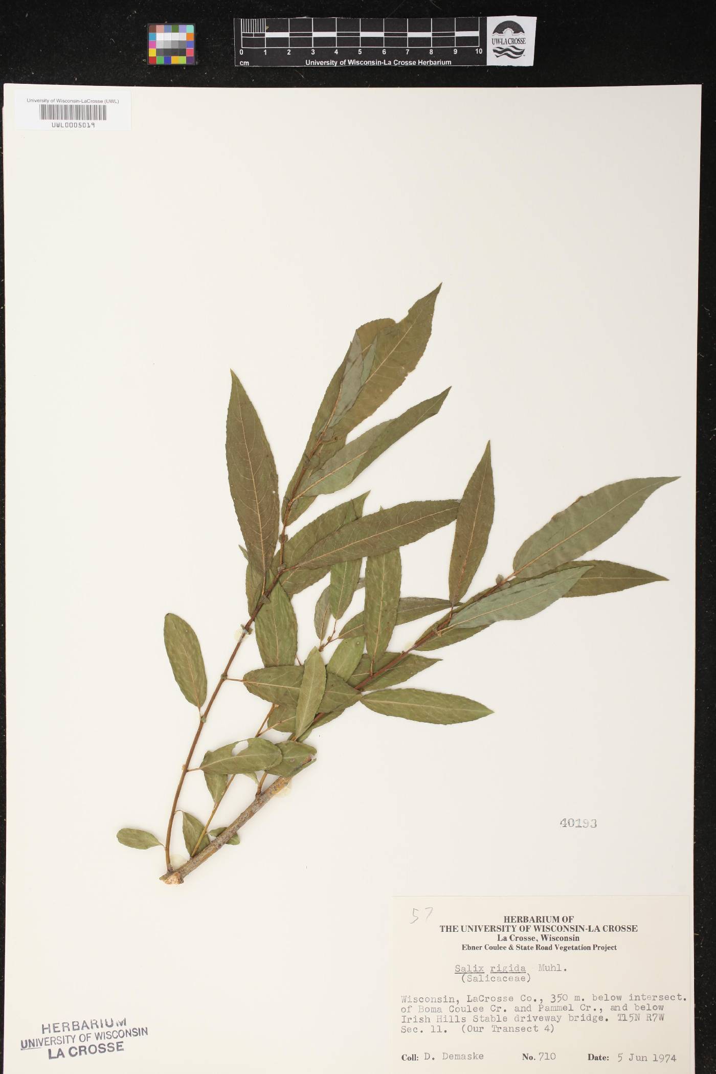 Salix eriocephala image