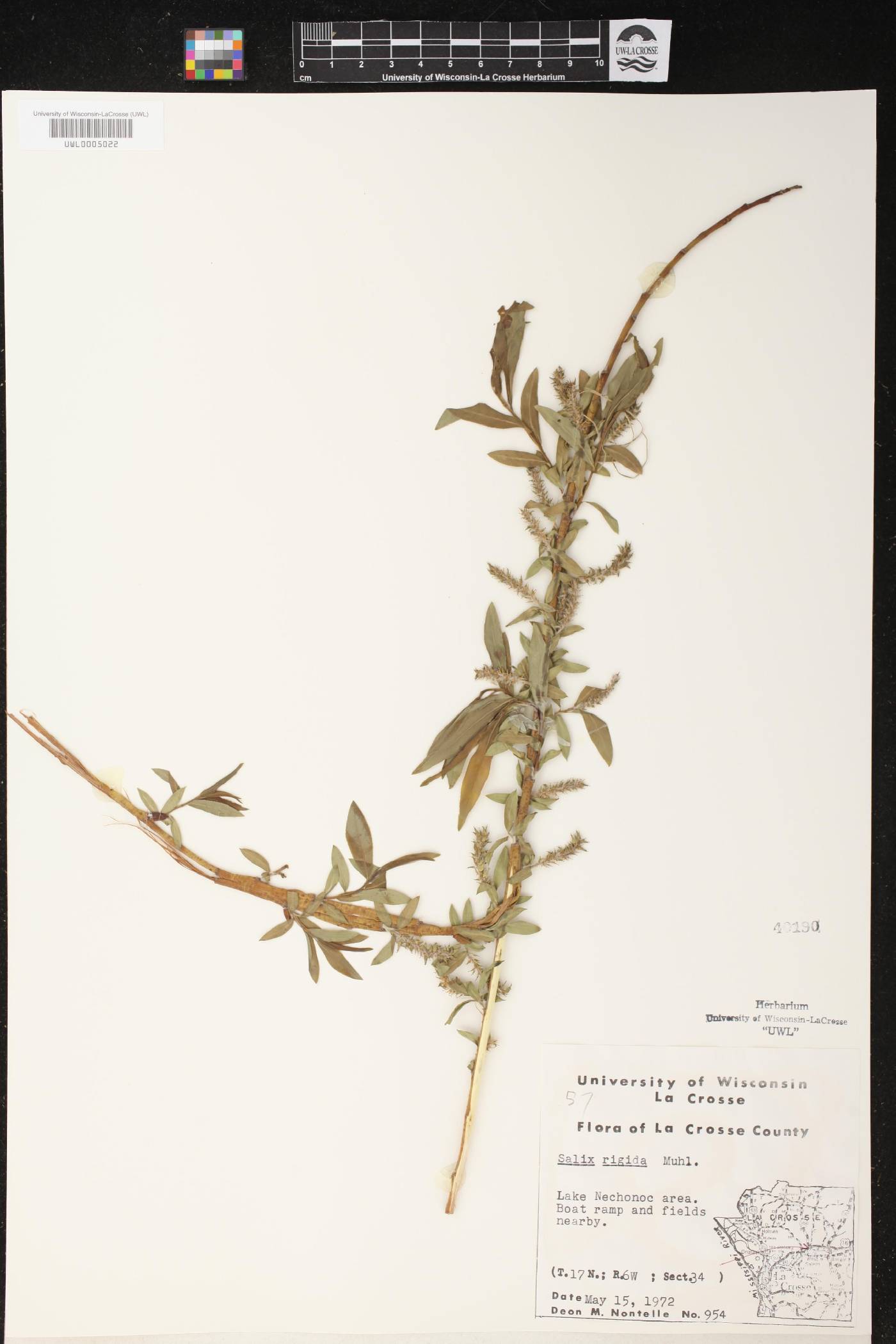 Salix eriocephala image