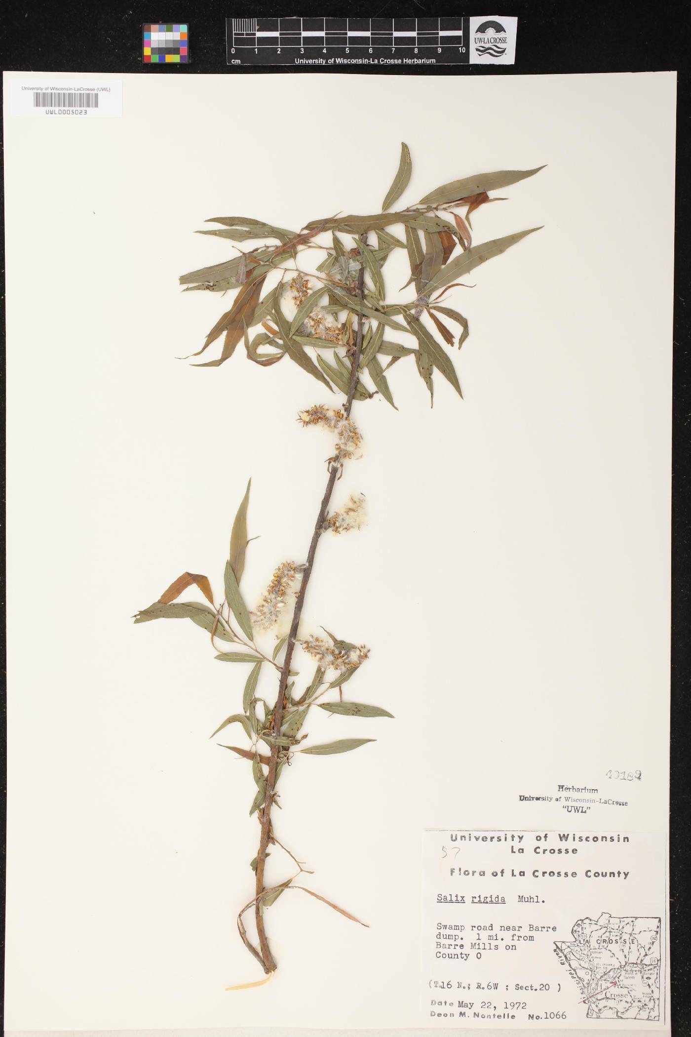 Salix eriocephala image