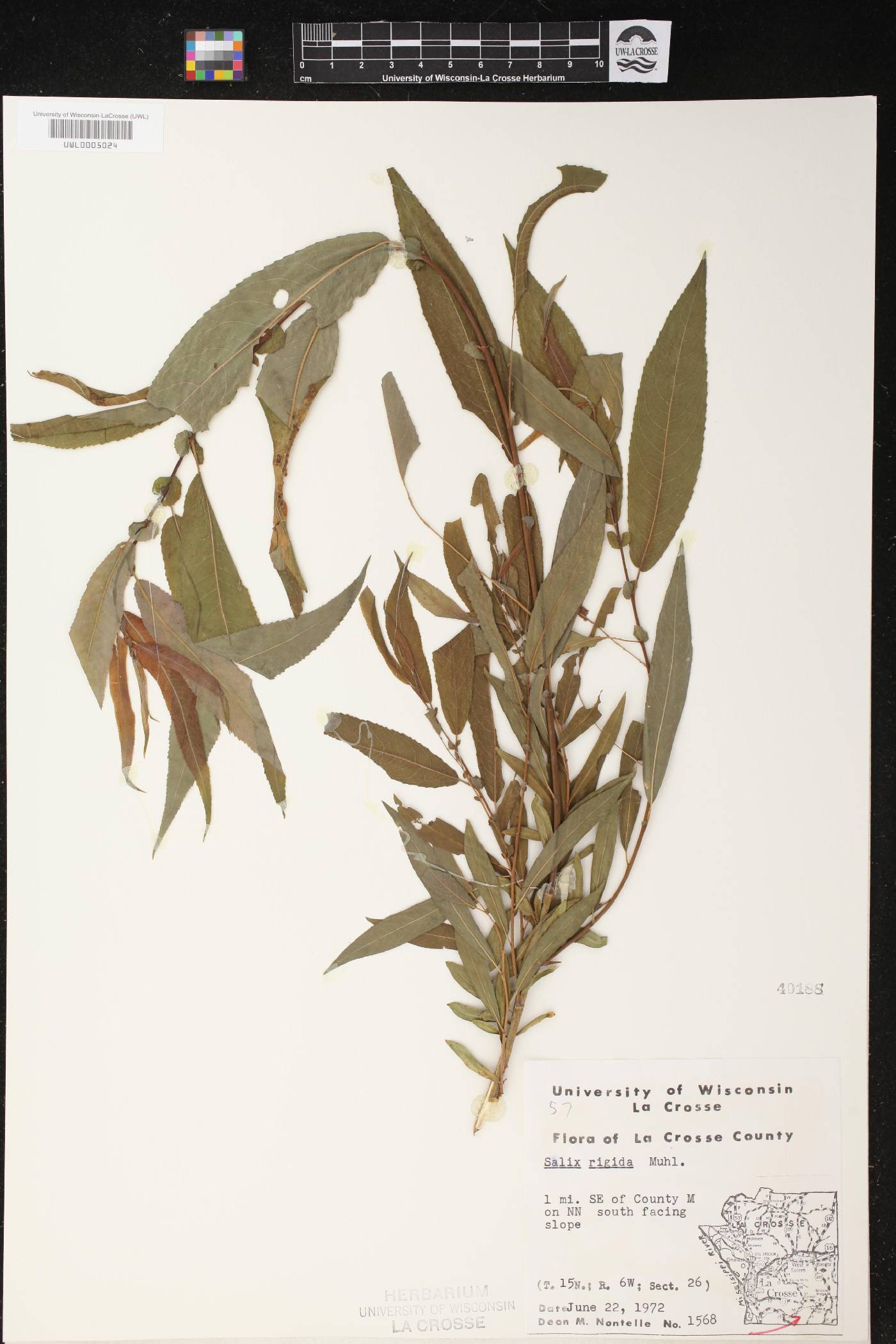 Salix eriocephala image