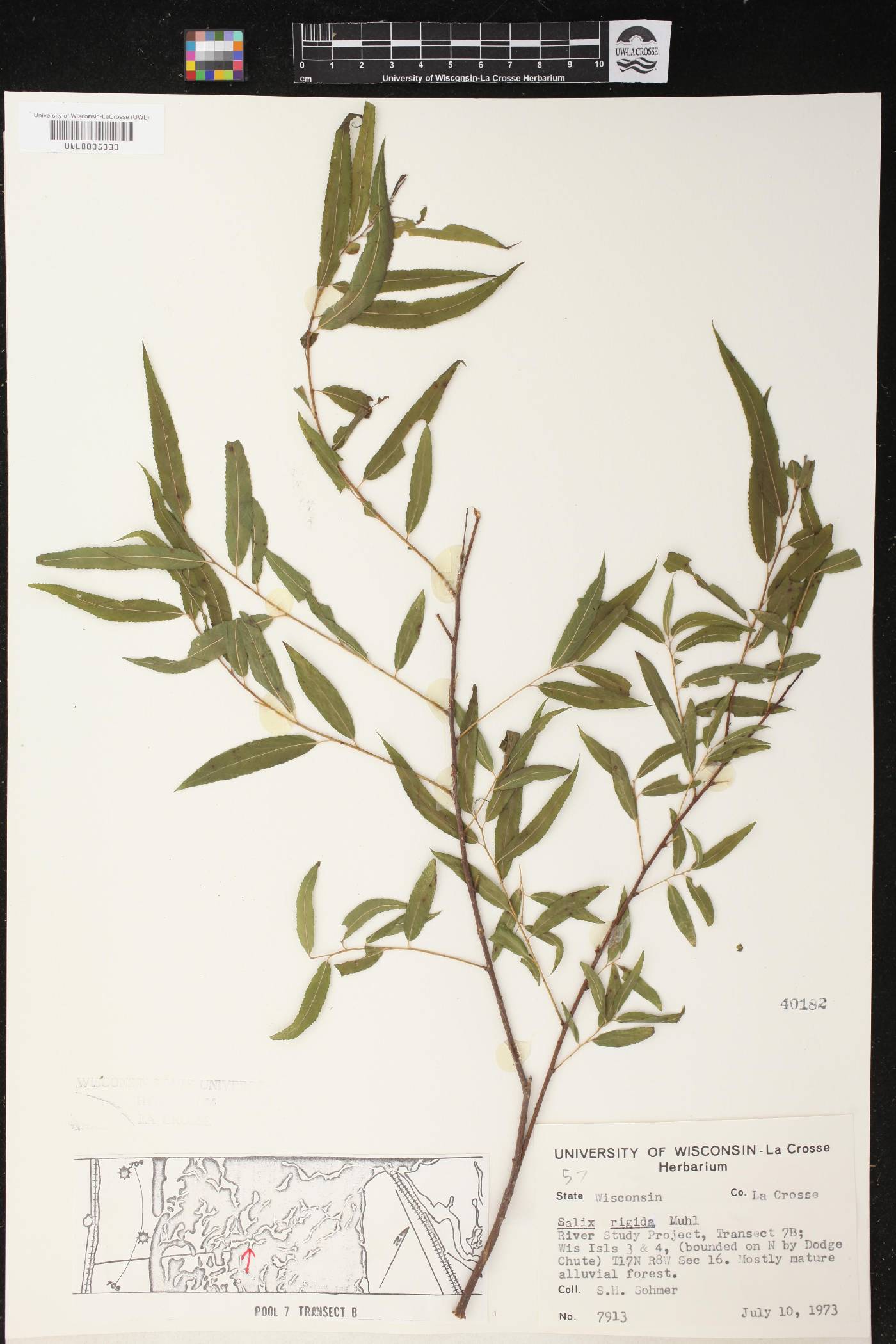 Salix eriocephala image