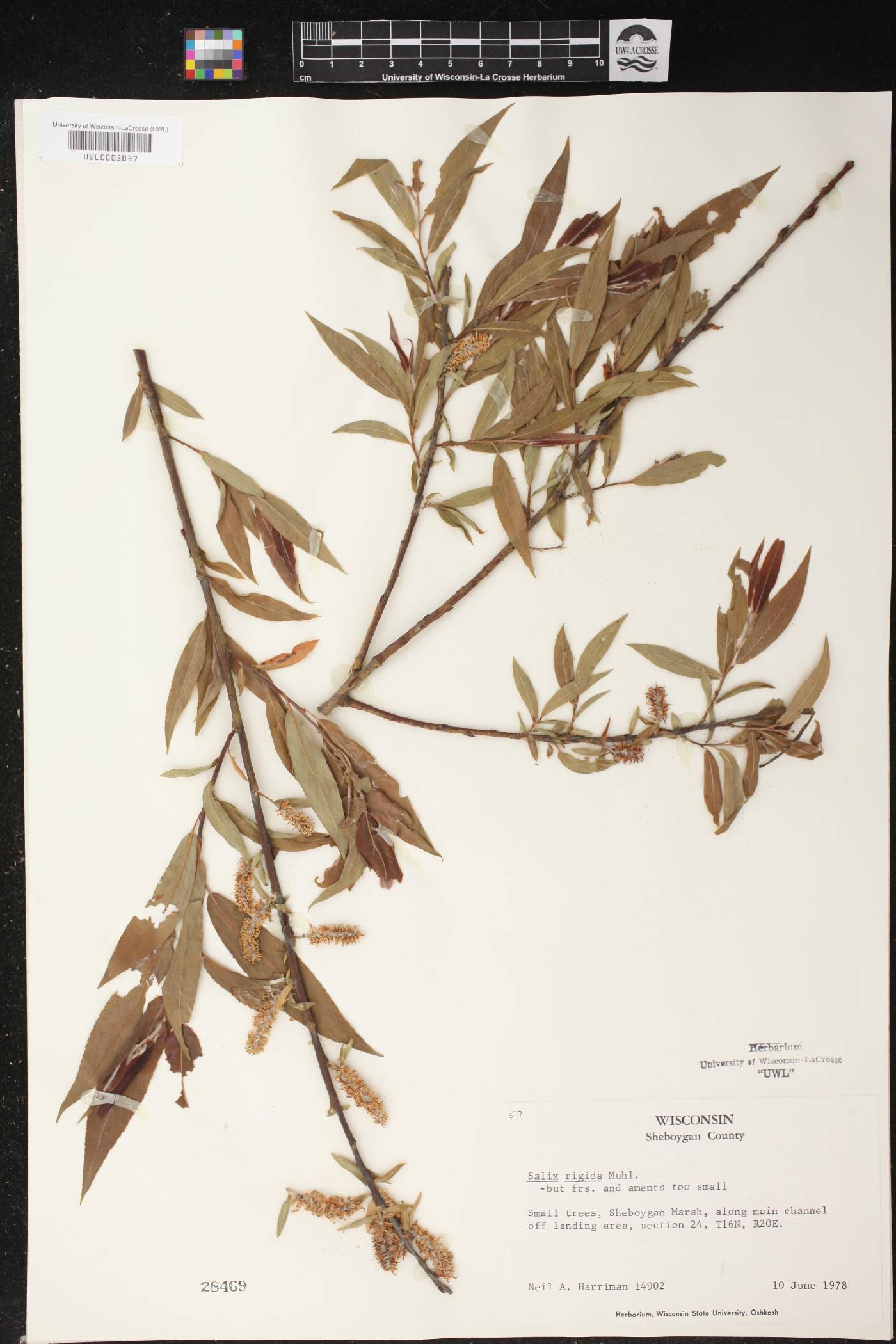 Salix eriocephala image