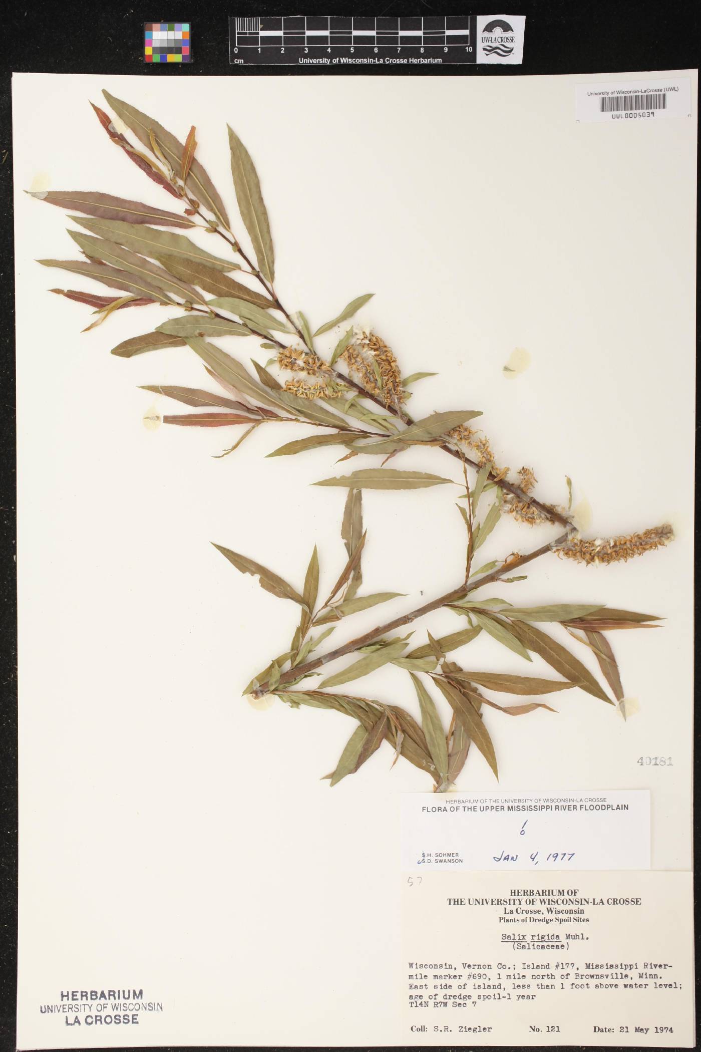 Salix eriocephala image