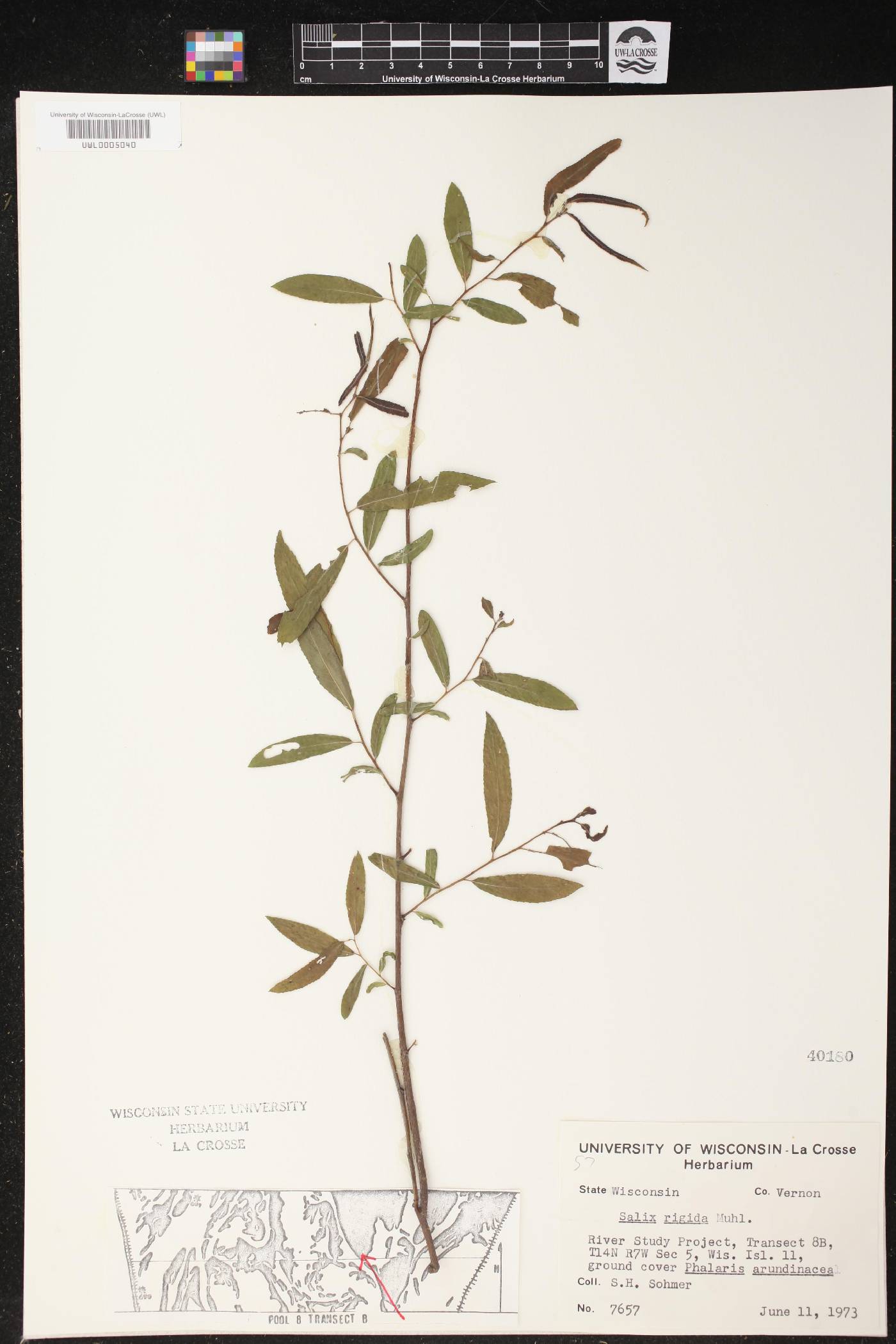 Salix eriocephala image
