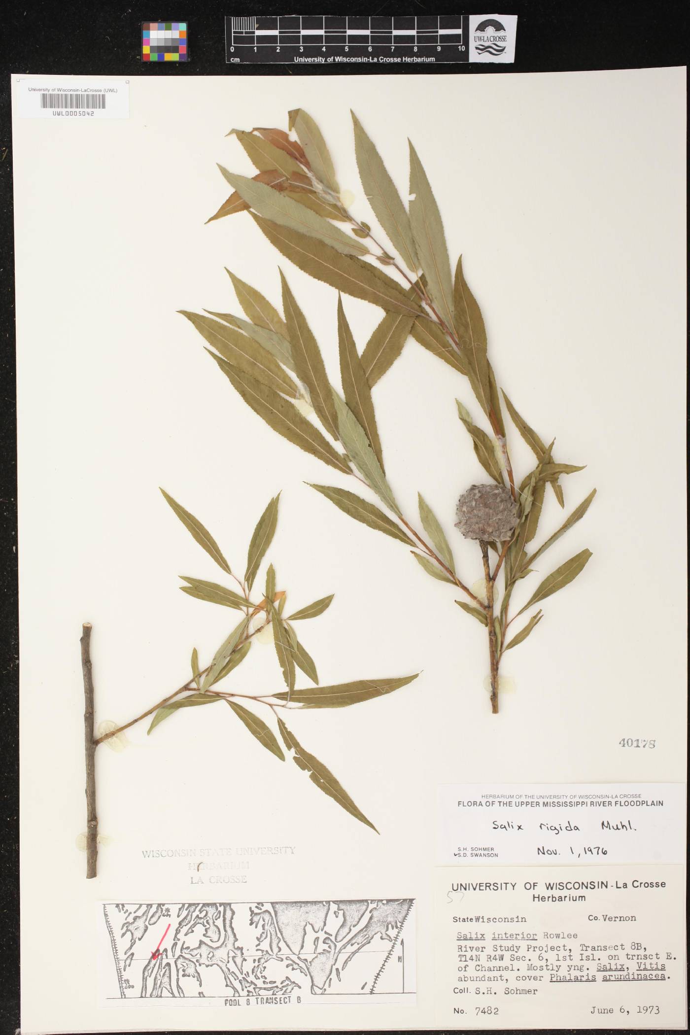Salix eriocephala image
