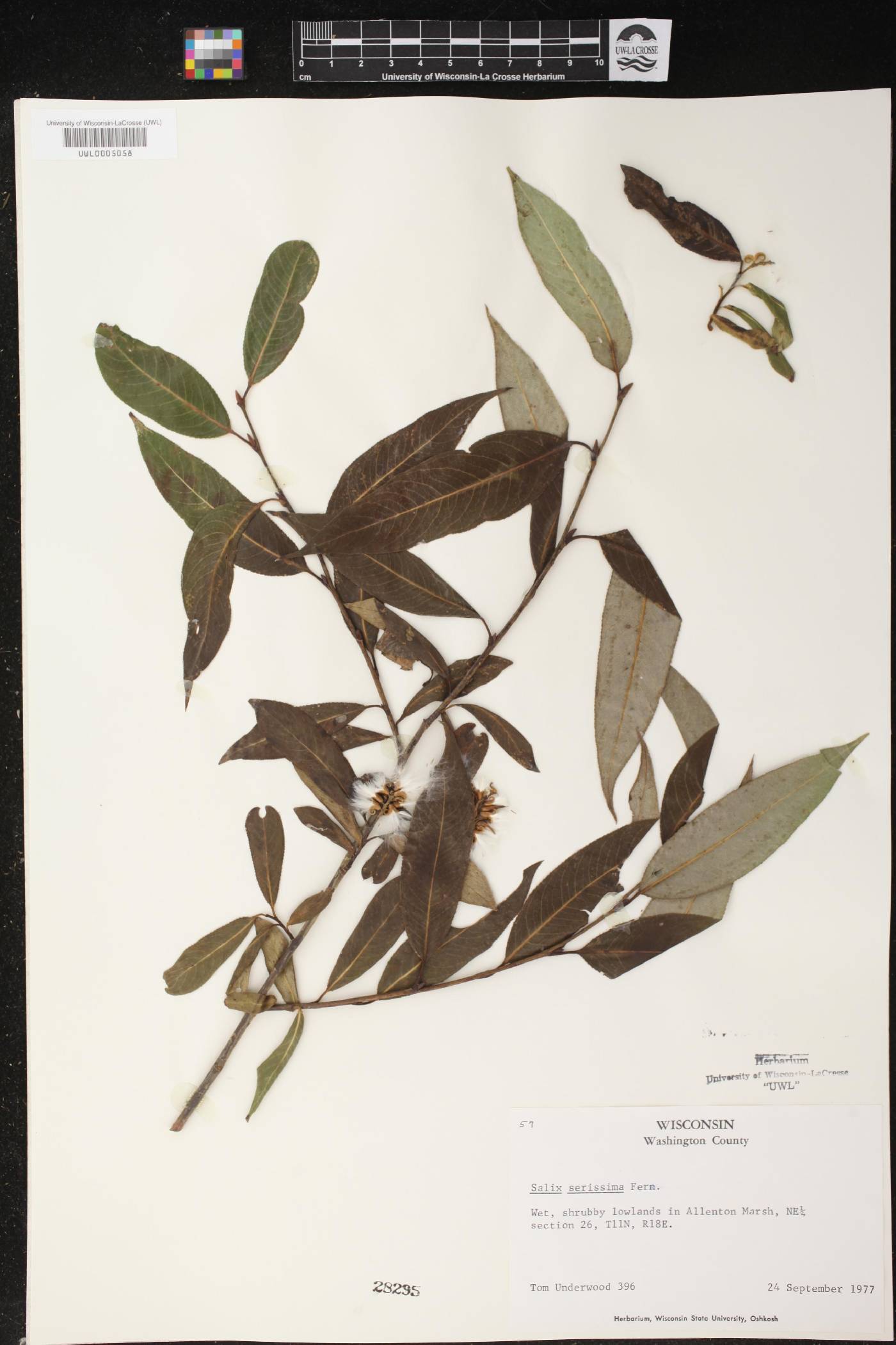 Salix serissima image