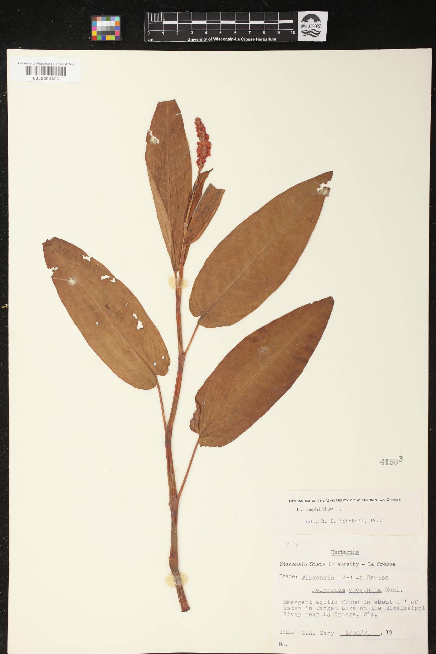 Persicaria amphibia image