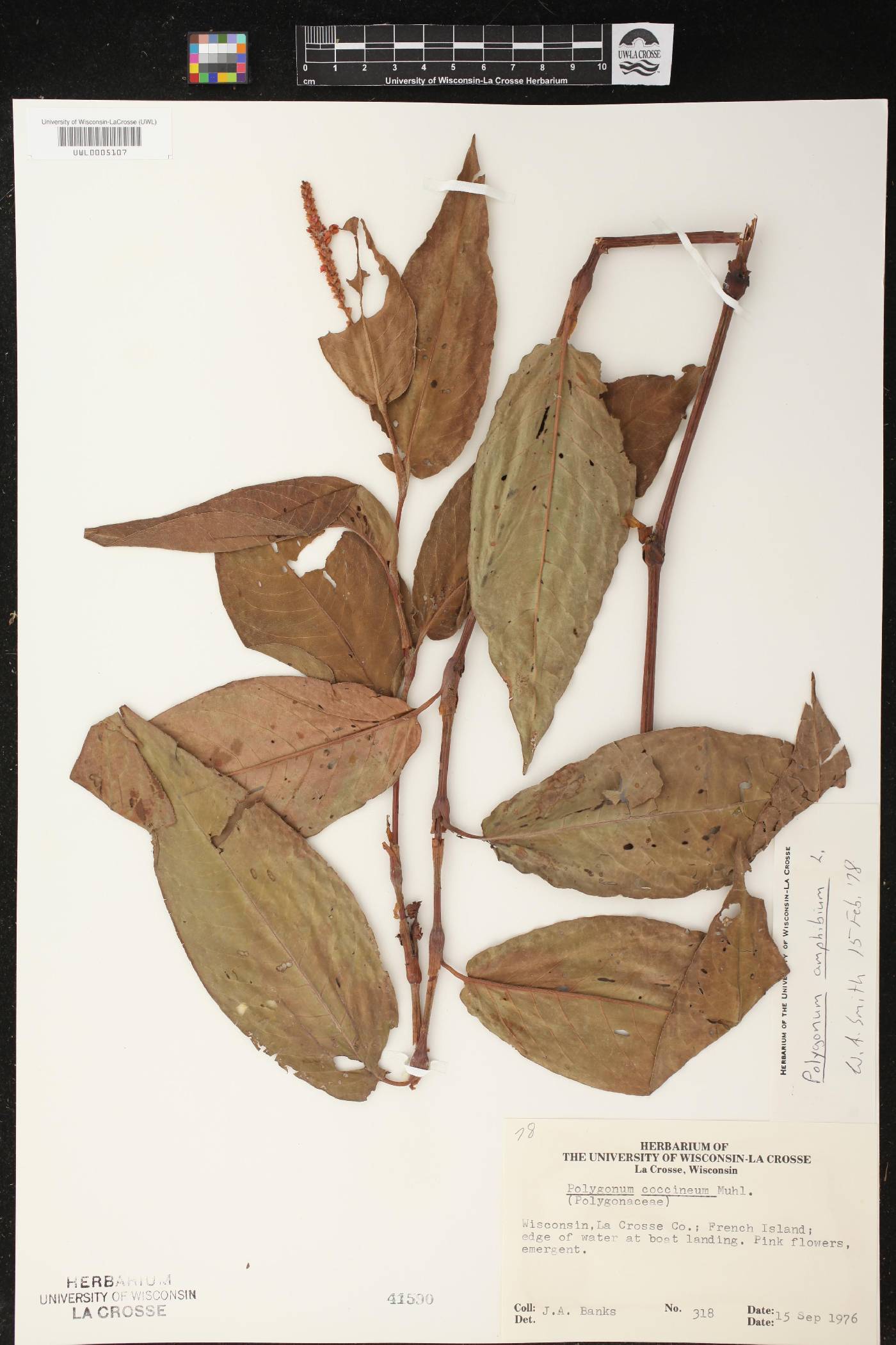 Persicaria amphibia image