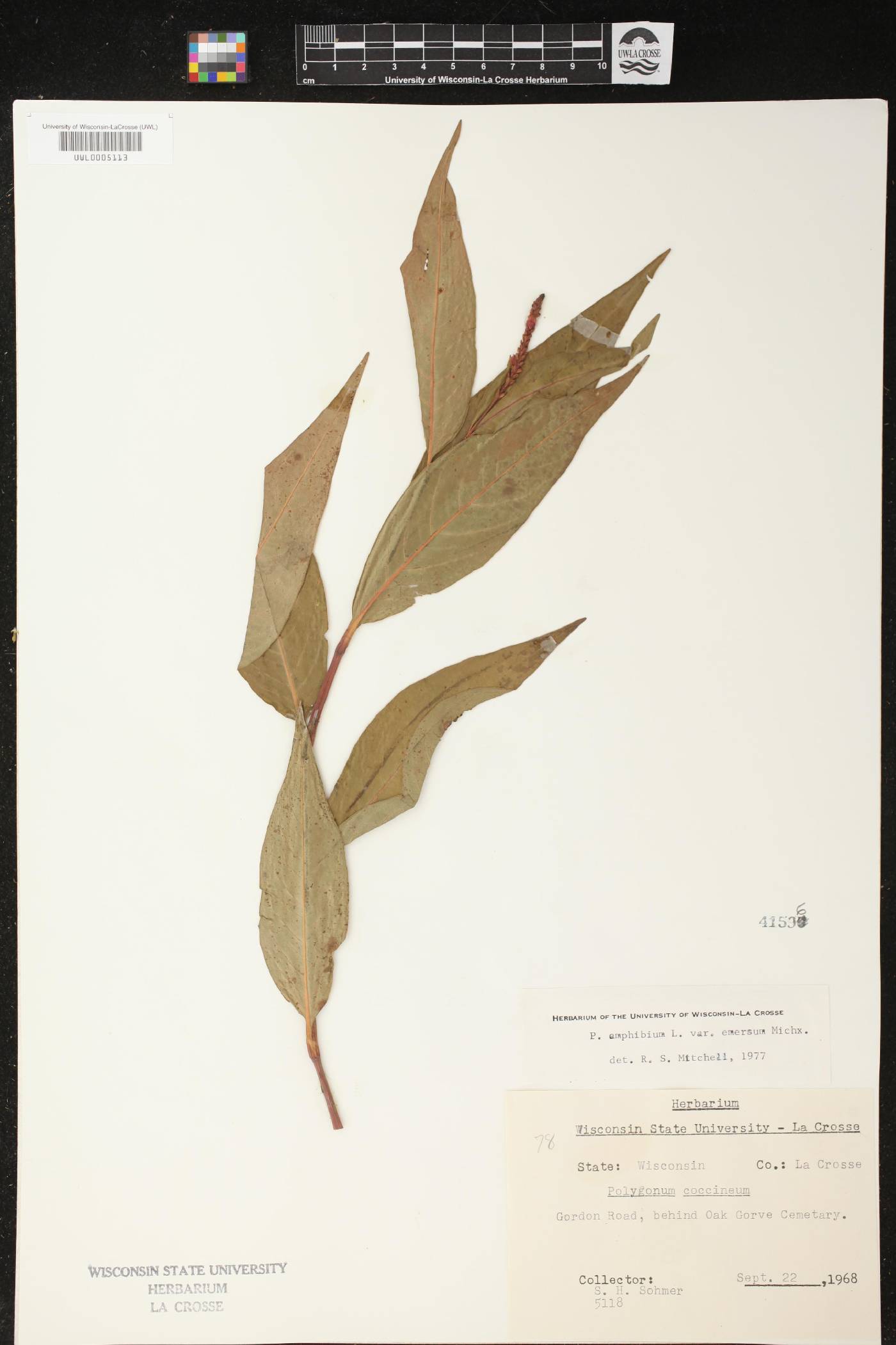 Persicaria amphibia image