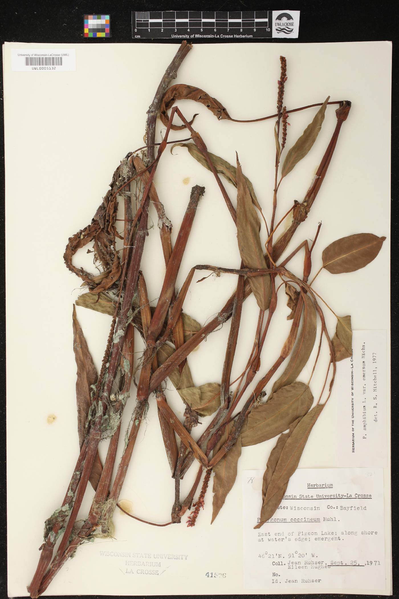 Persicaria amphibia image