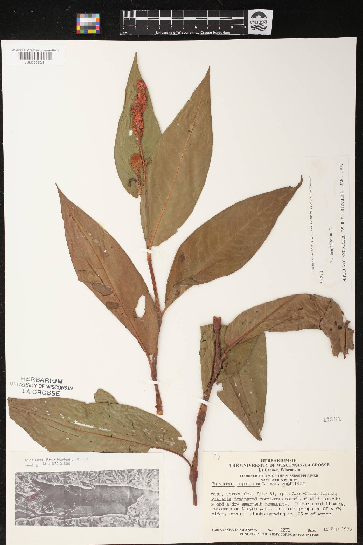 Persicaria amphibia image
