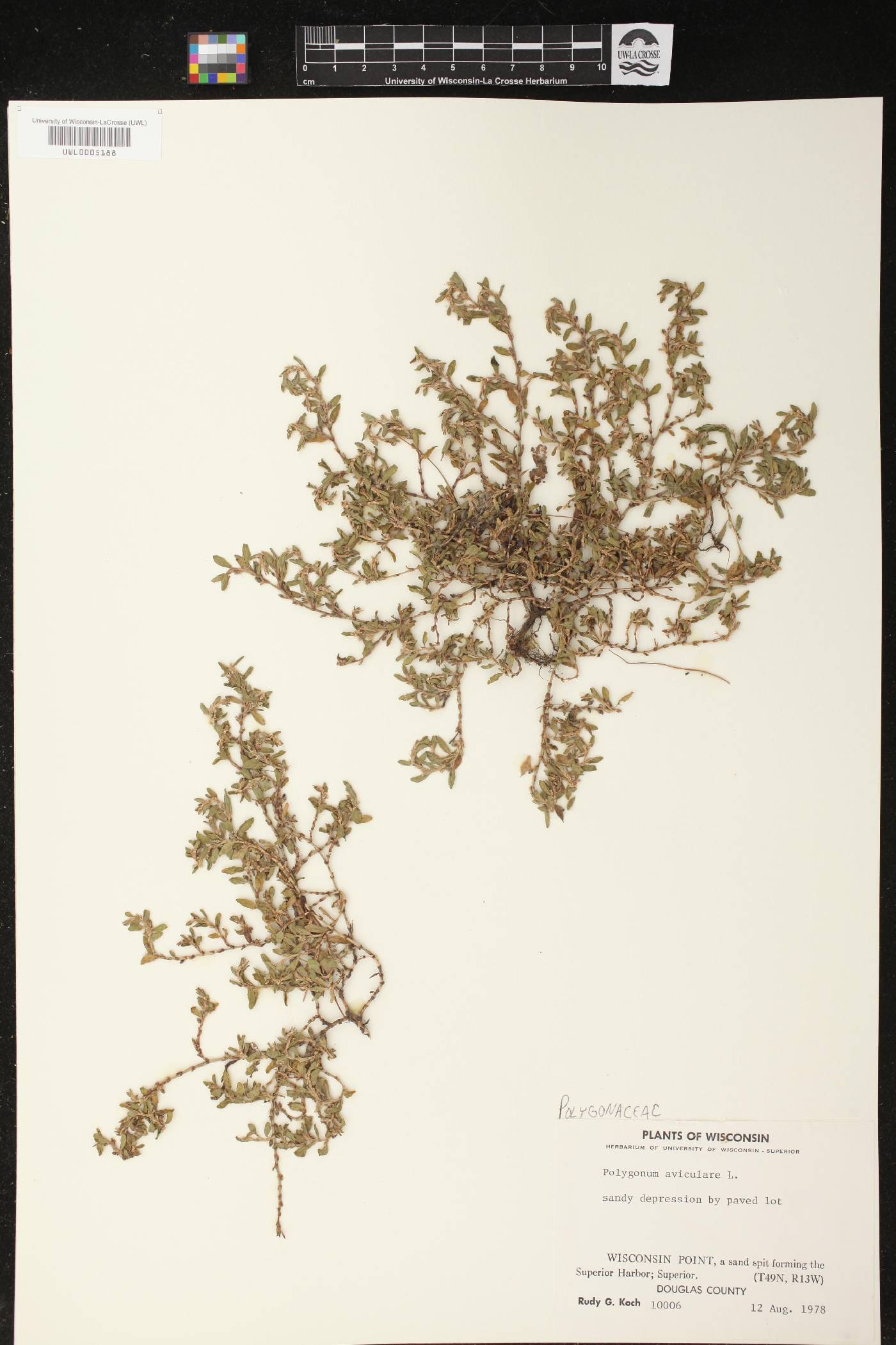 Polygonum aviculare image