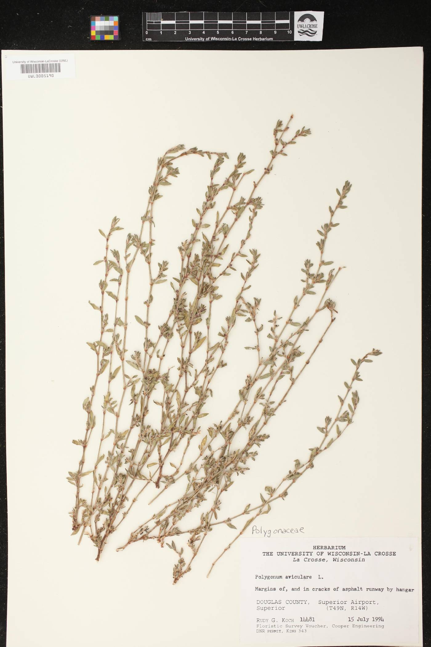 Polygonum aviculare image
