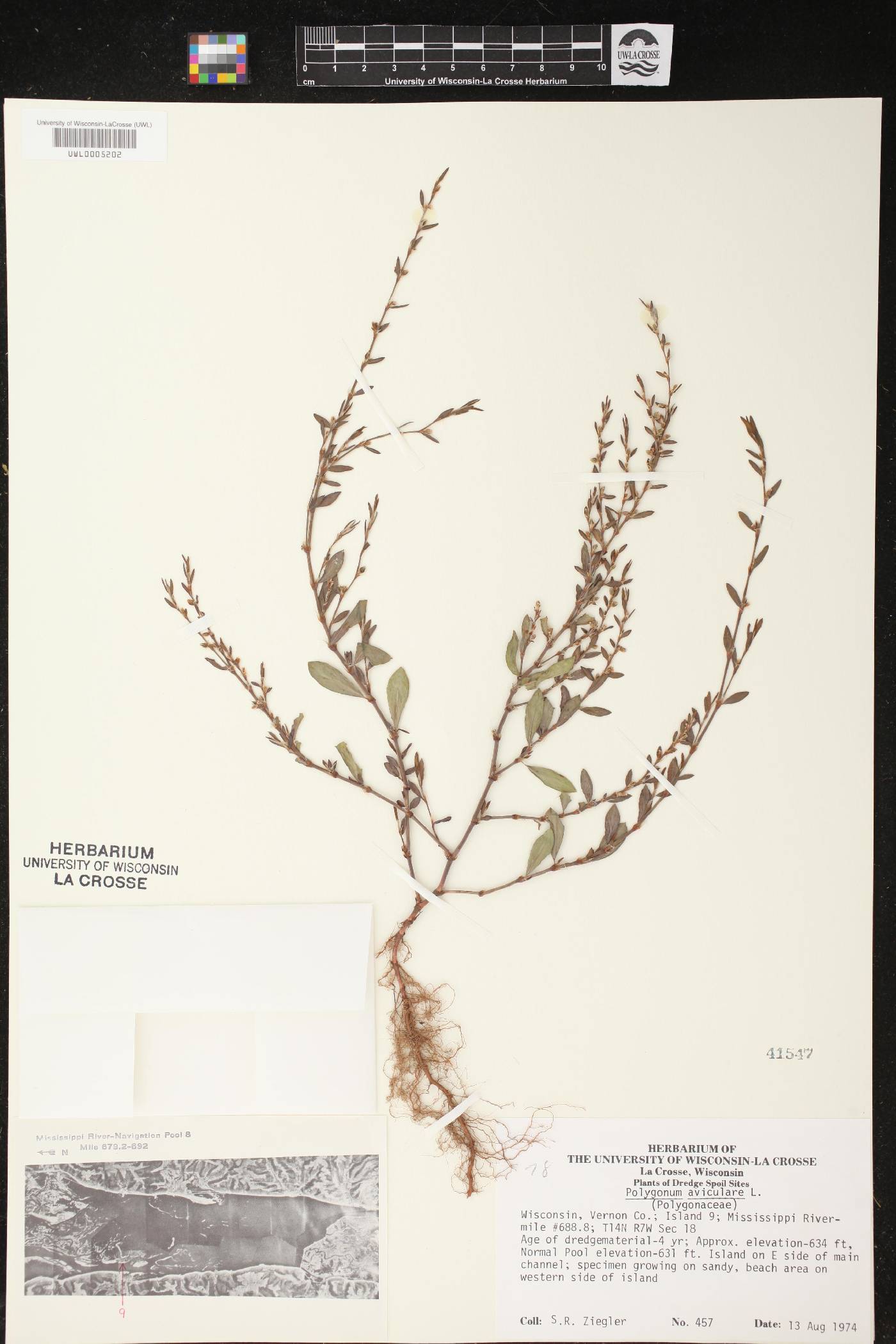 Polygonum aviculare image