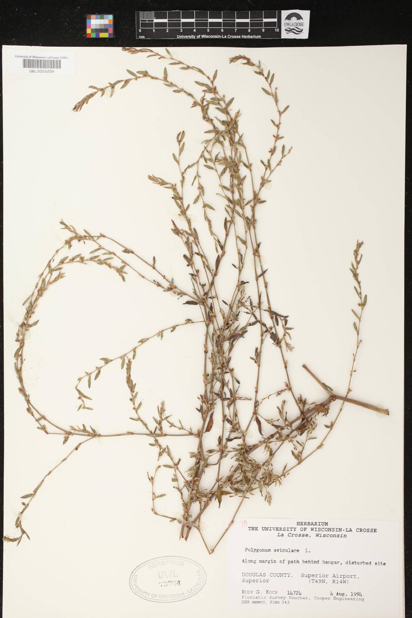 Polygonum aviculare image