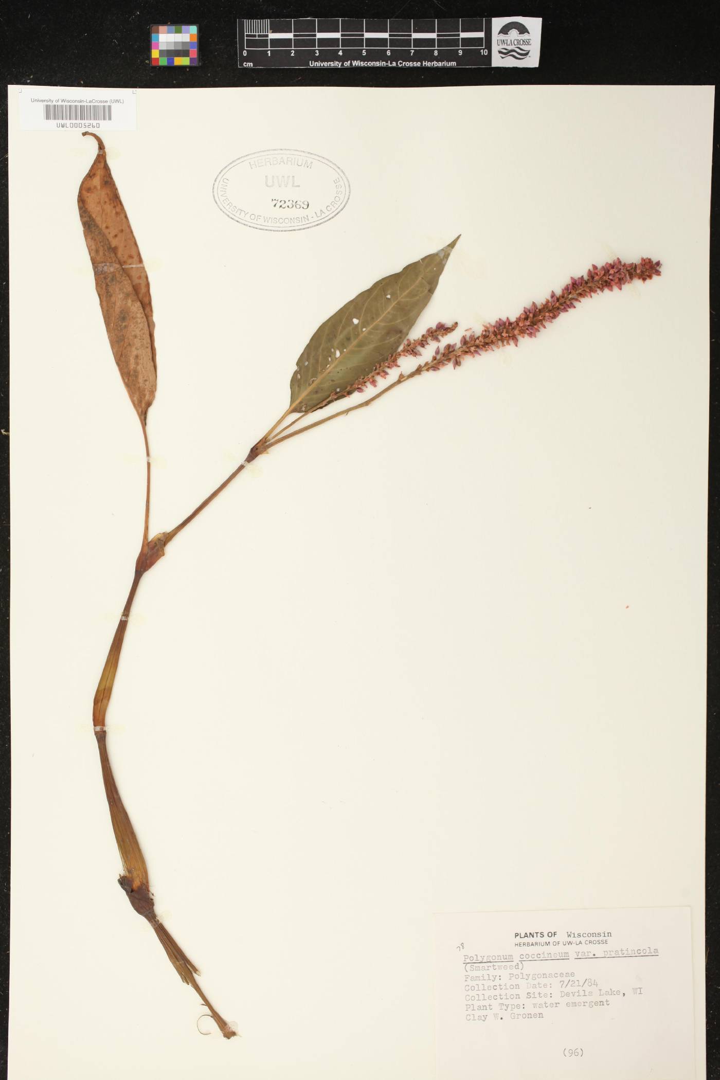 Persicaria amphibia image