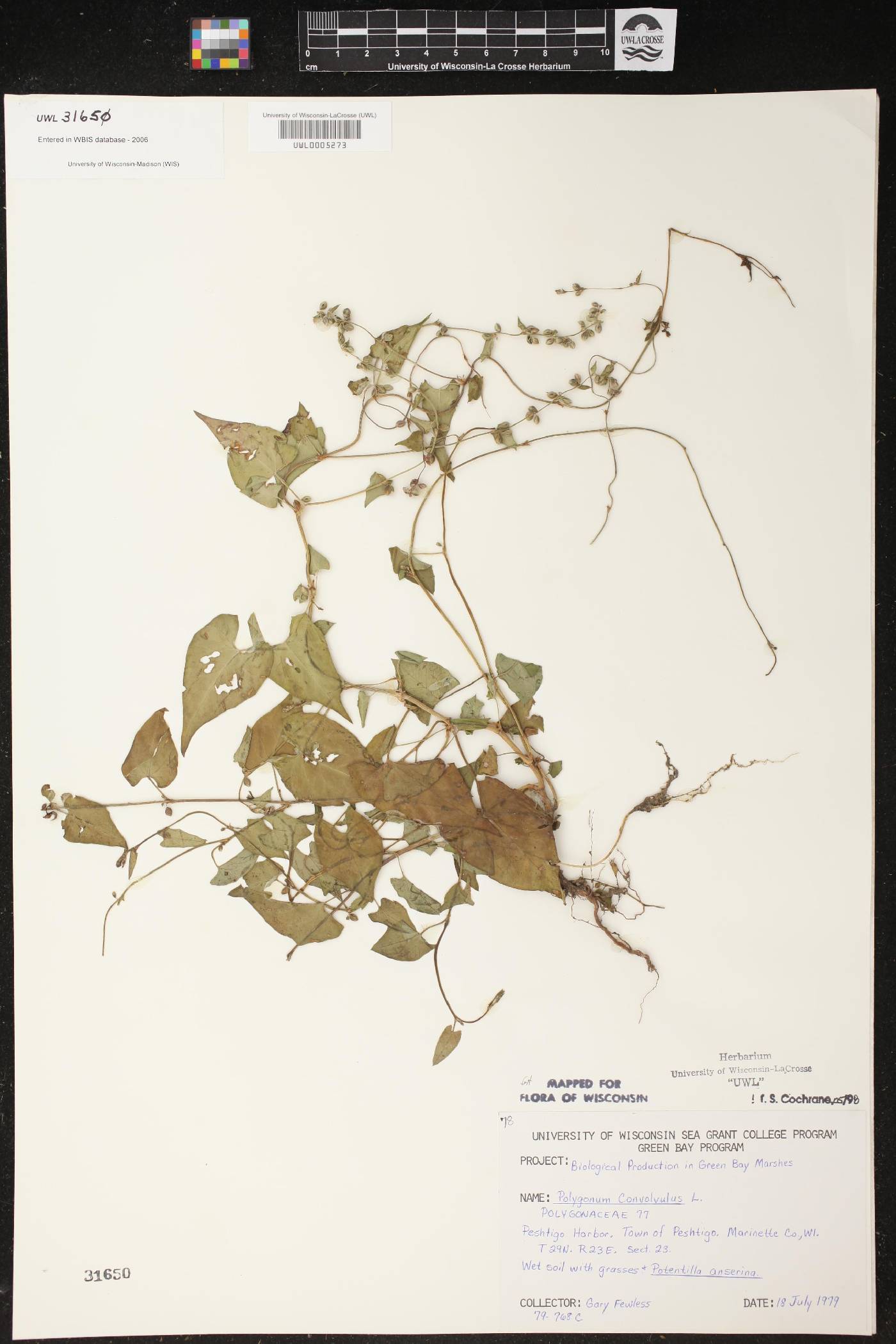 Fallopia convolvulus image