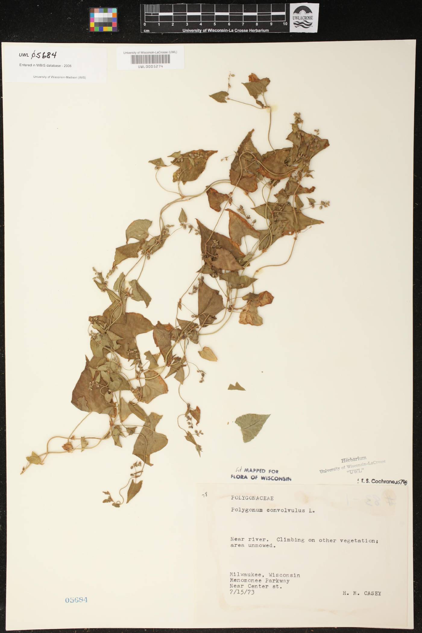 Fallopia convolvulus image