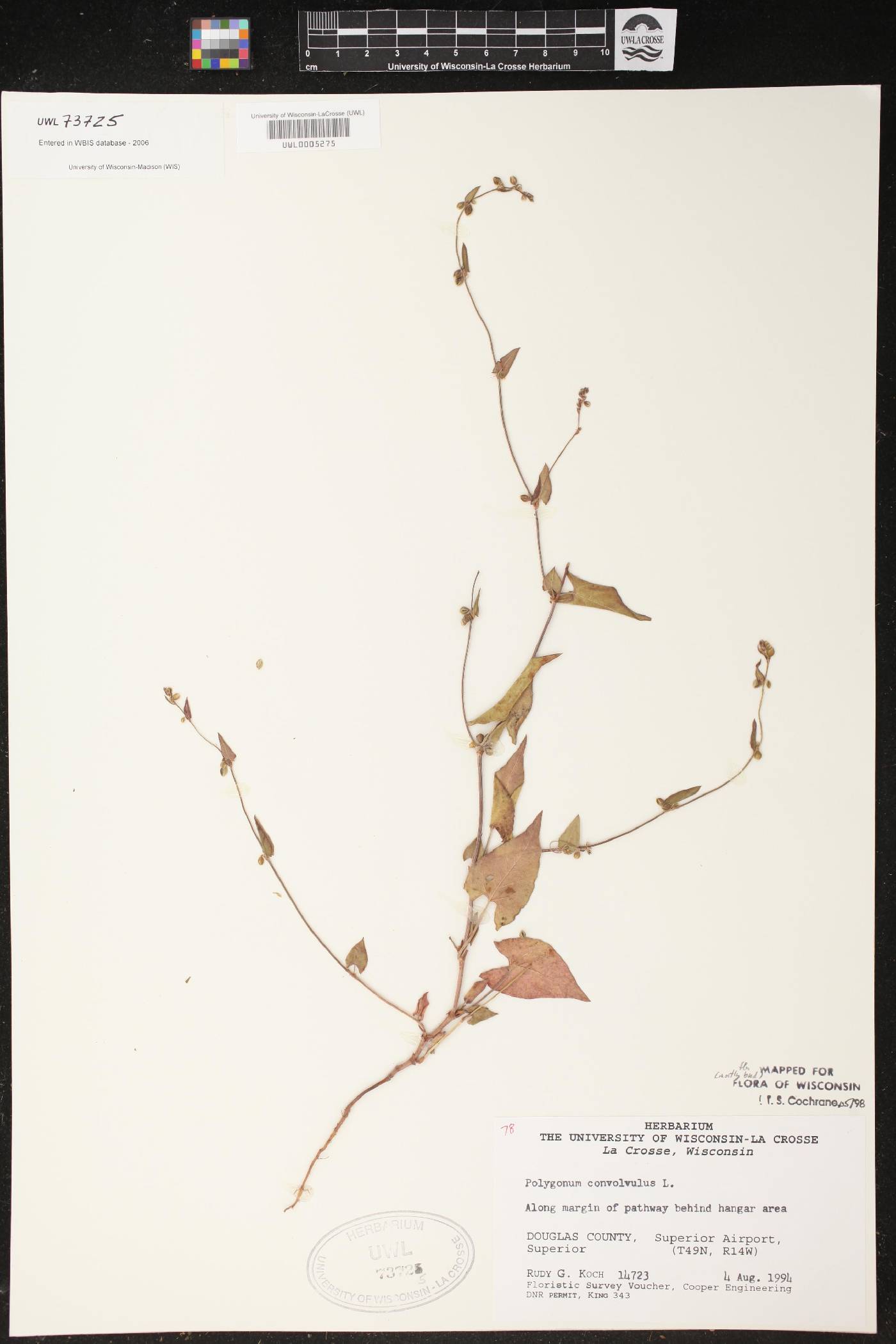 Fallopia convolvulus image