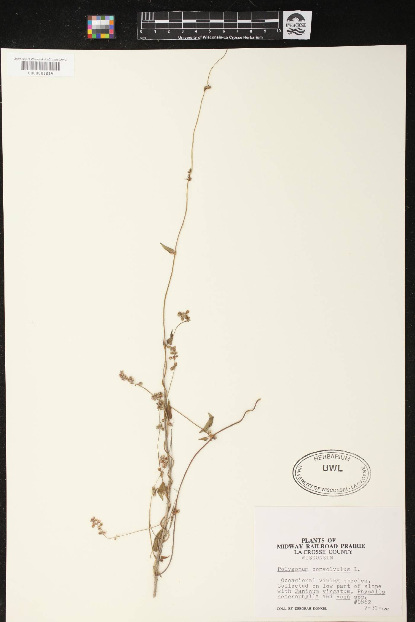 Fallopia convolvulus image
