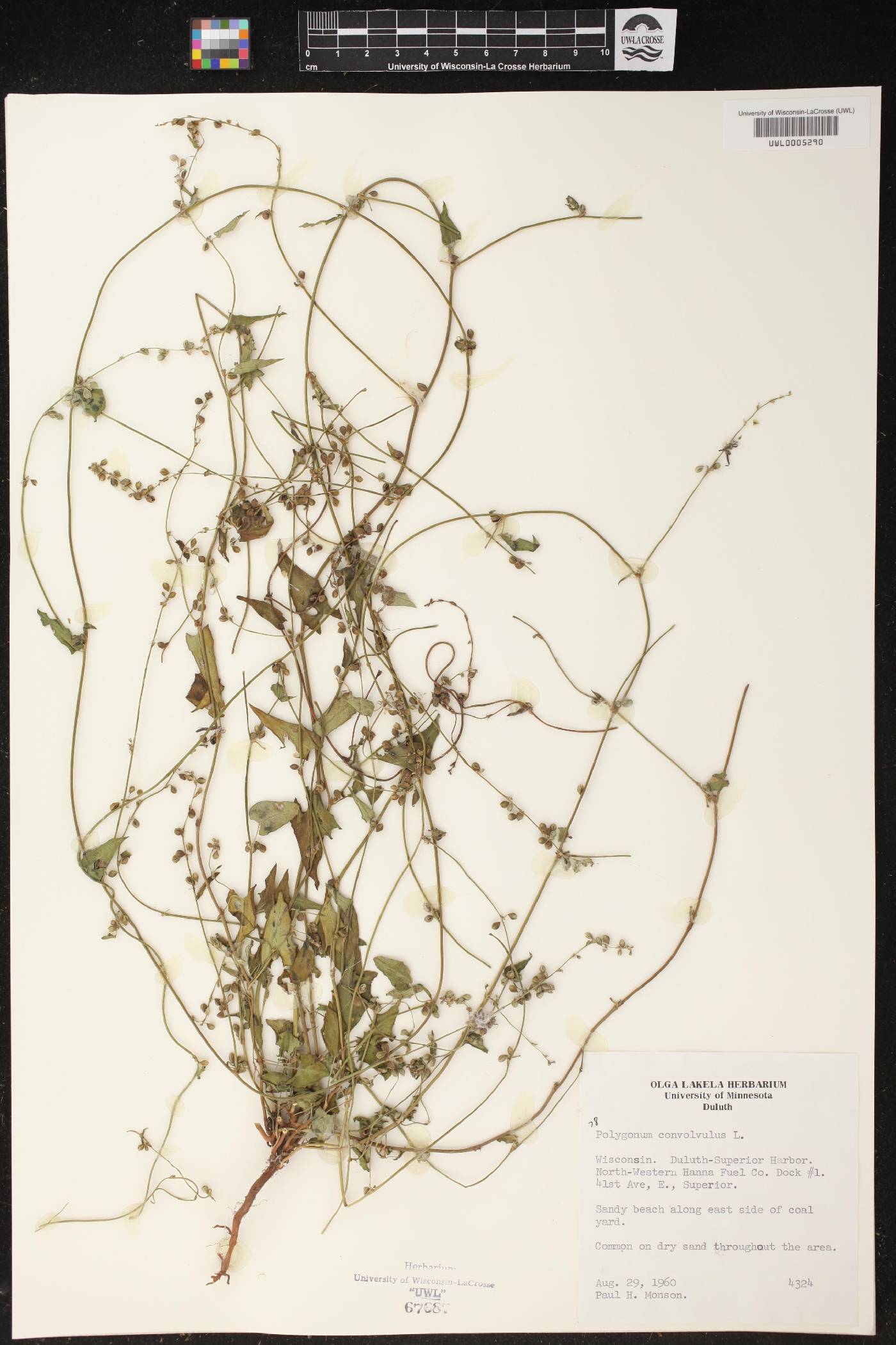 Fallopia convolvulus image