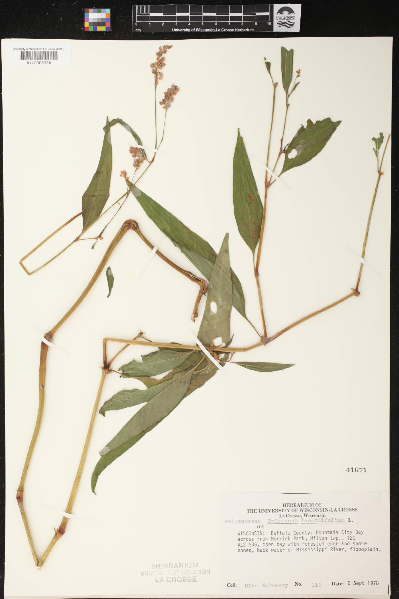 Persicaria lapathifolia image