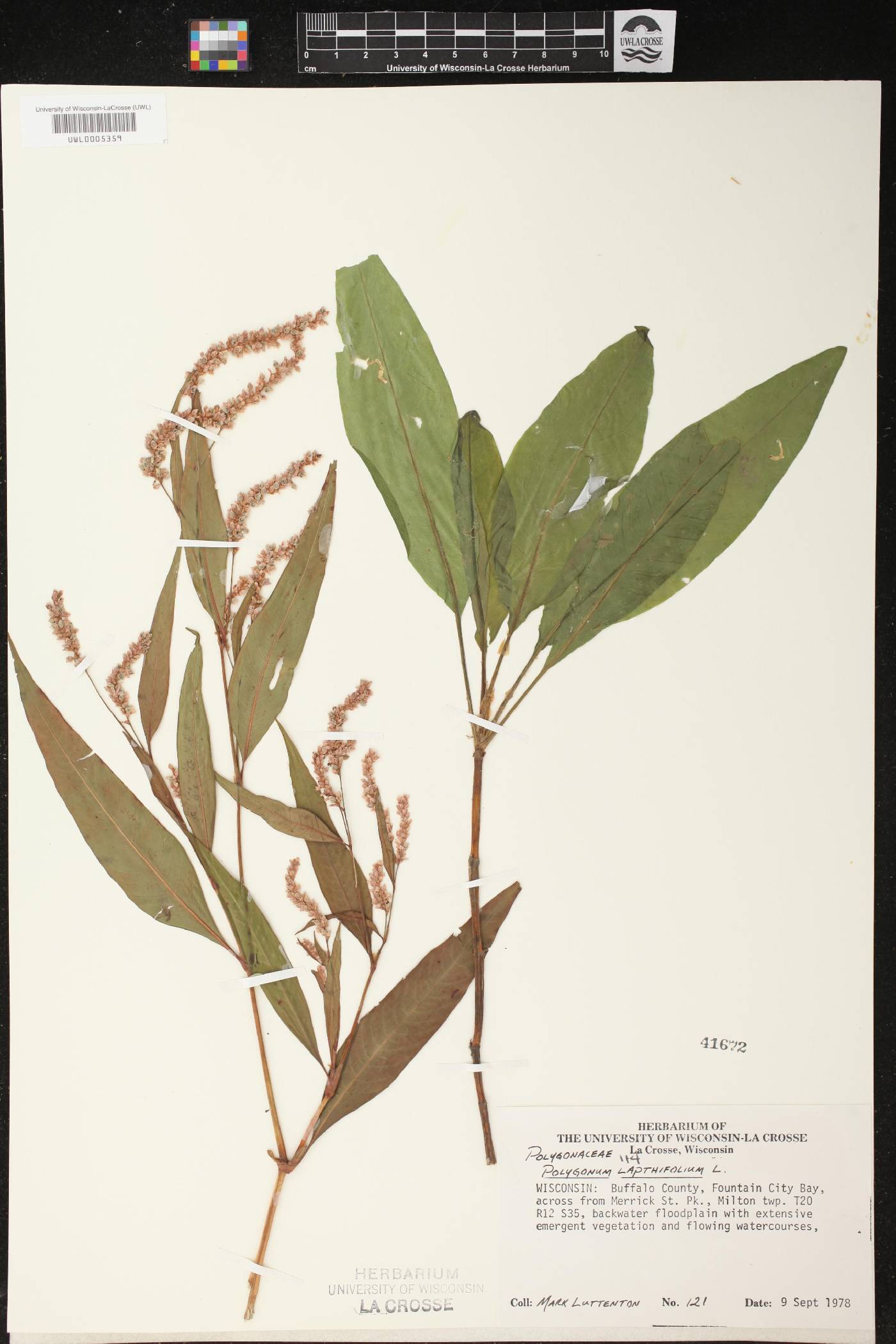 Persicaria lapathifolia image