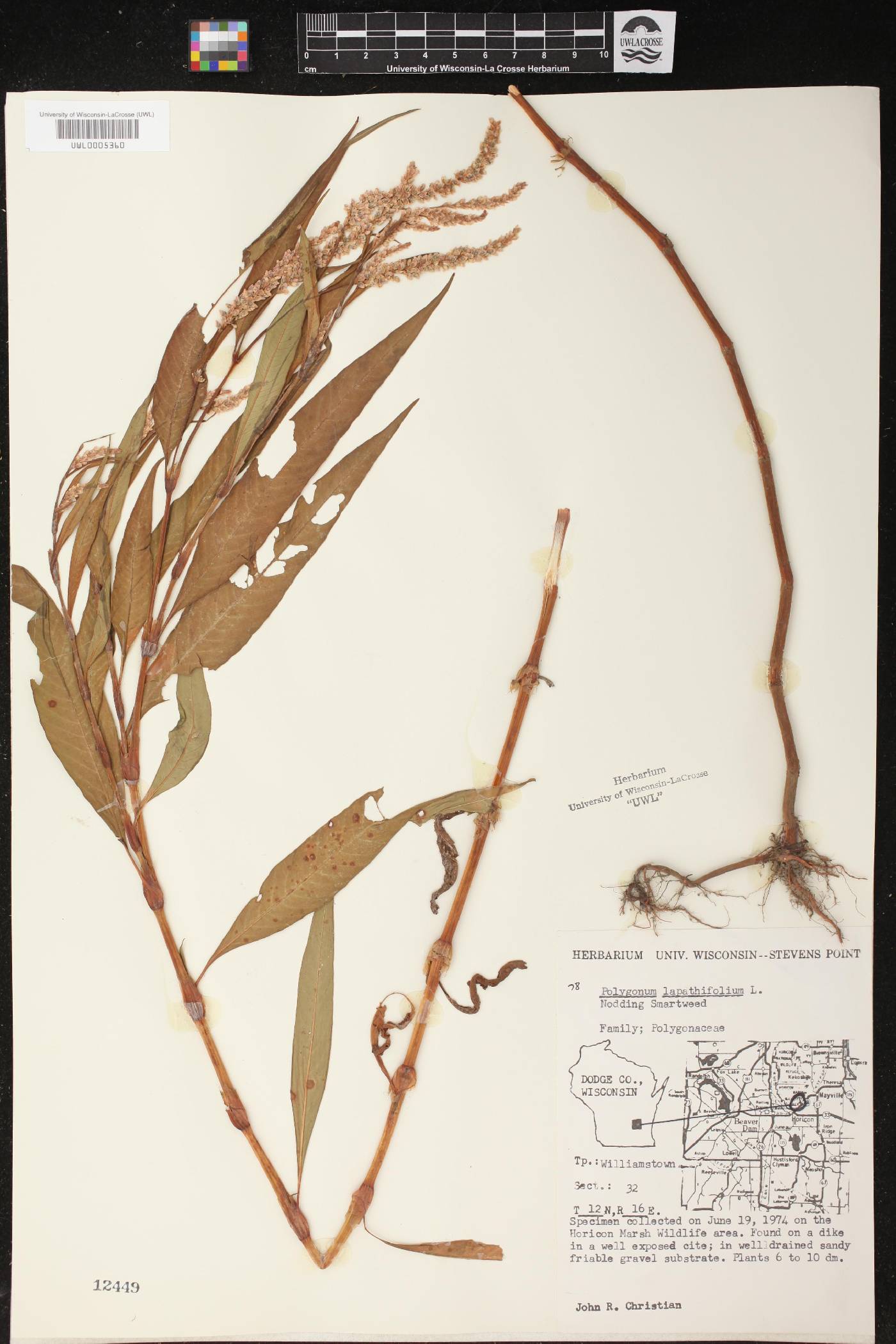 Persicaria lapathifolia image