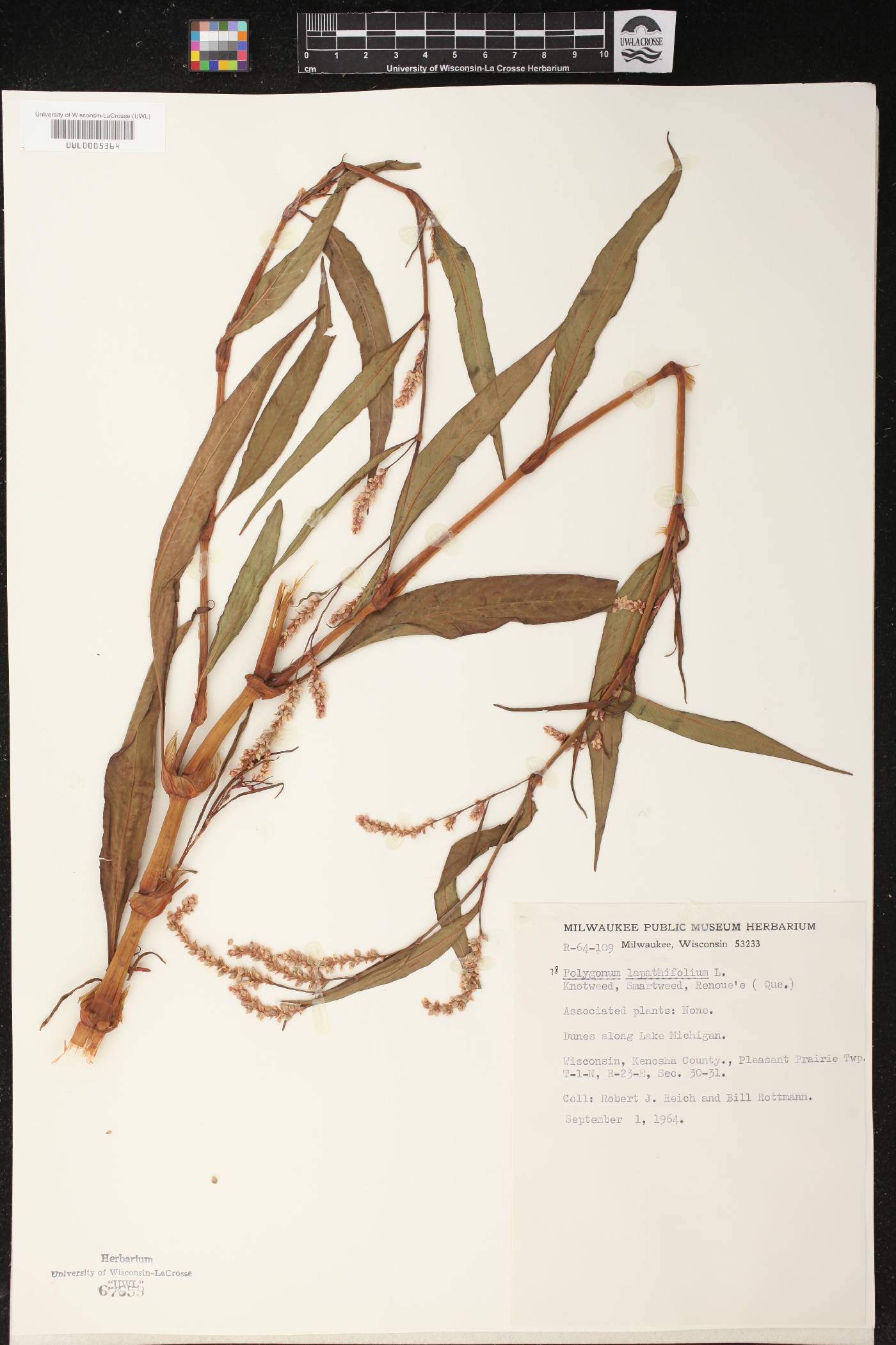 Persicaria lapathifolia image