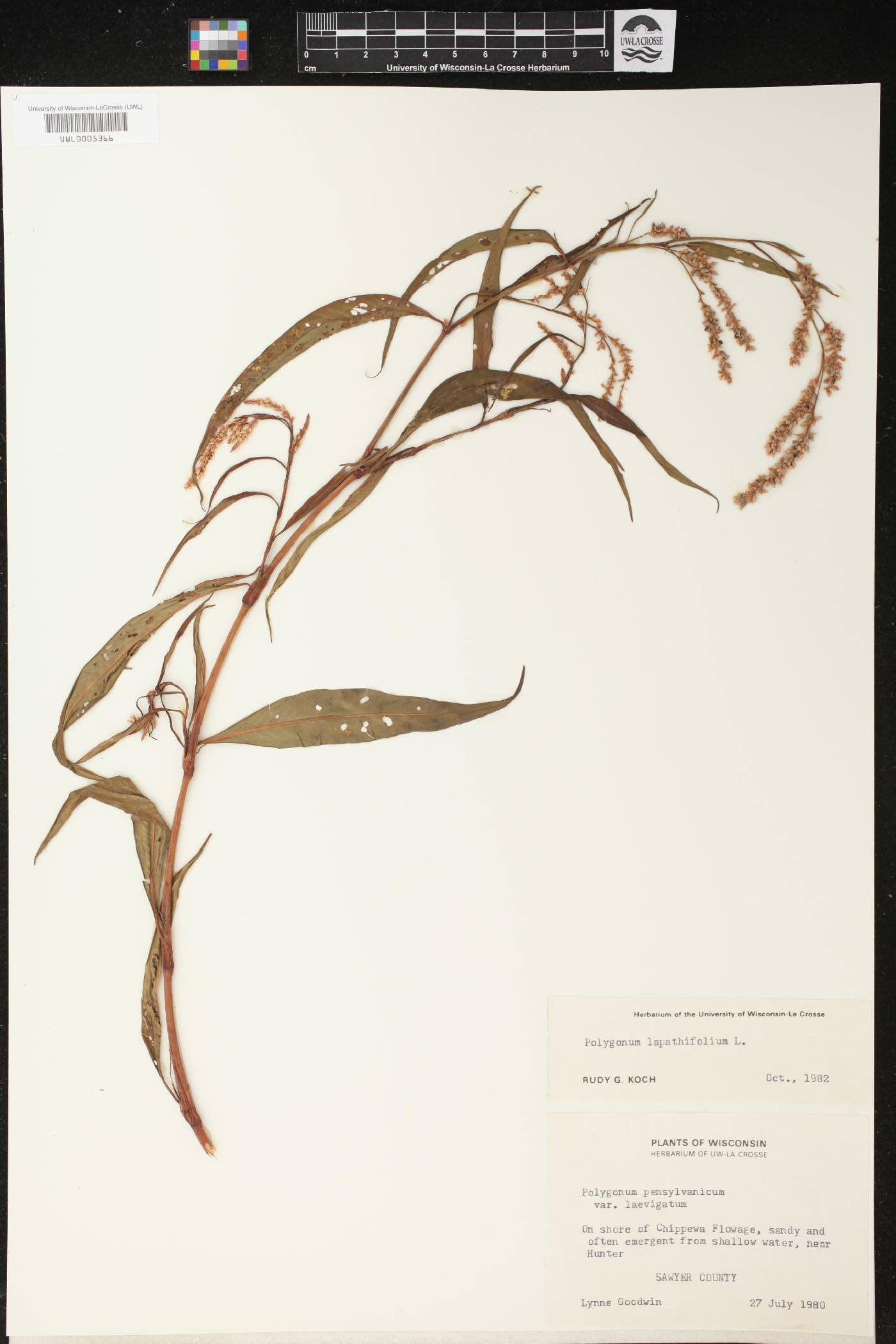 Persicaria lapathifolia image