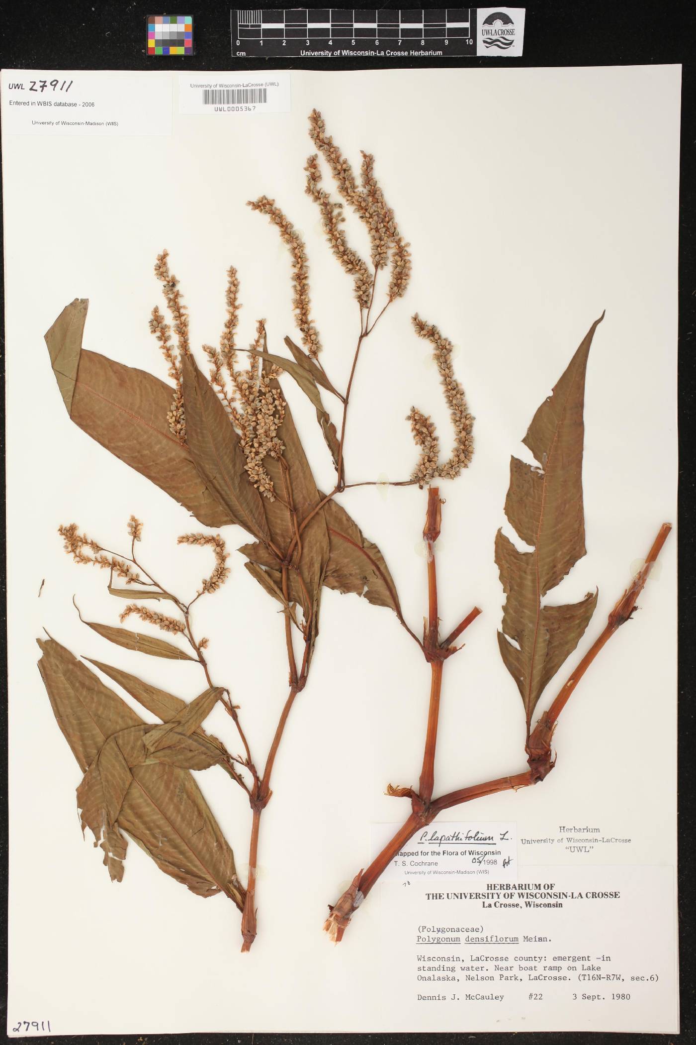 Persicaria lapathifolia image