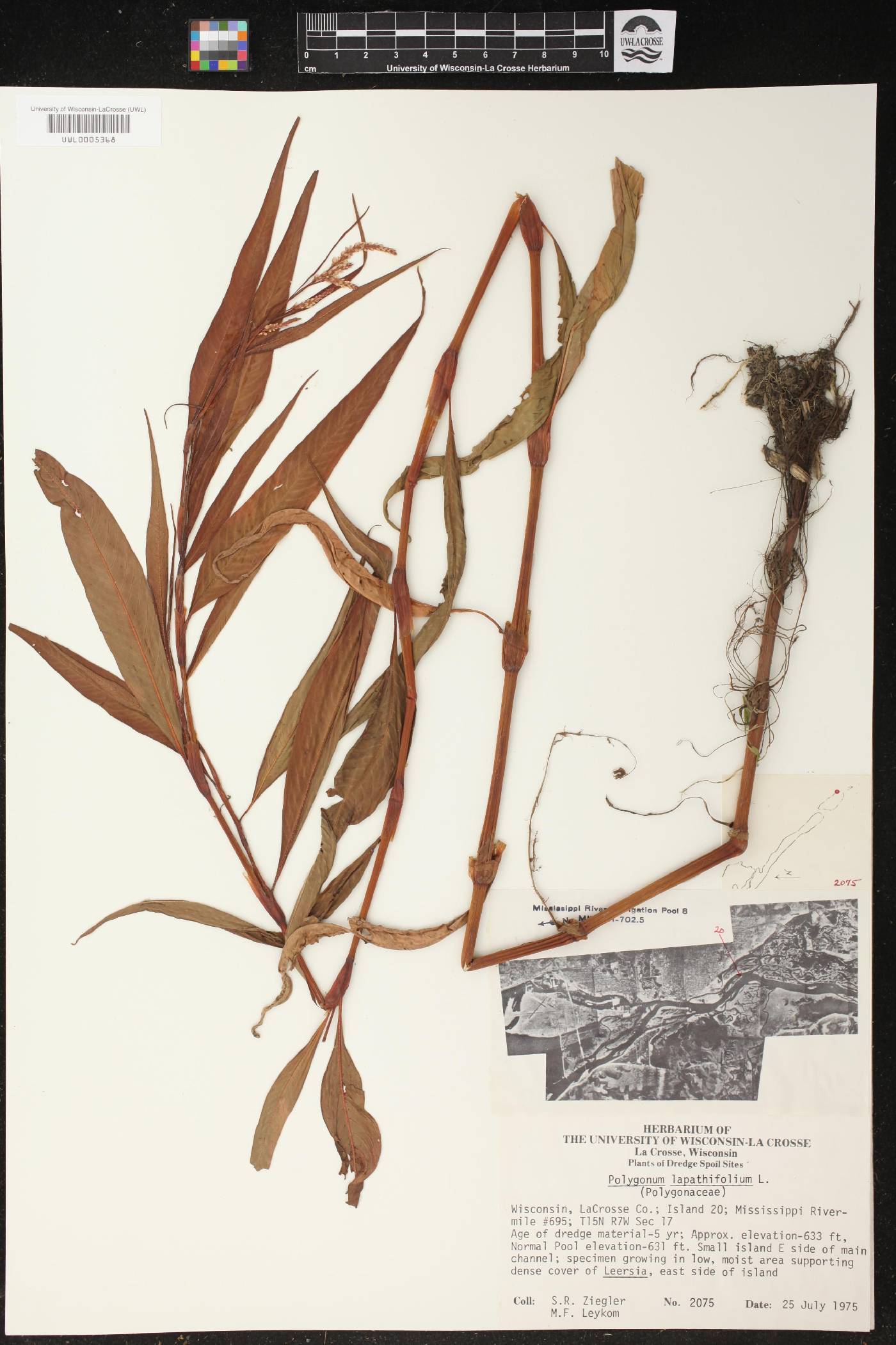 Persicaria lapathifolia image