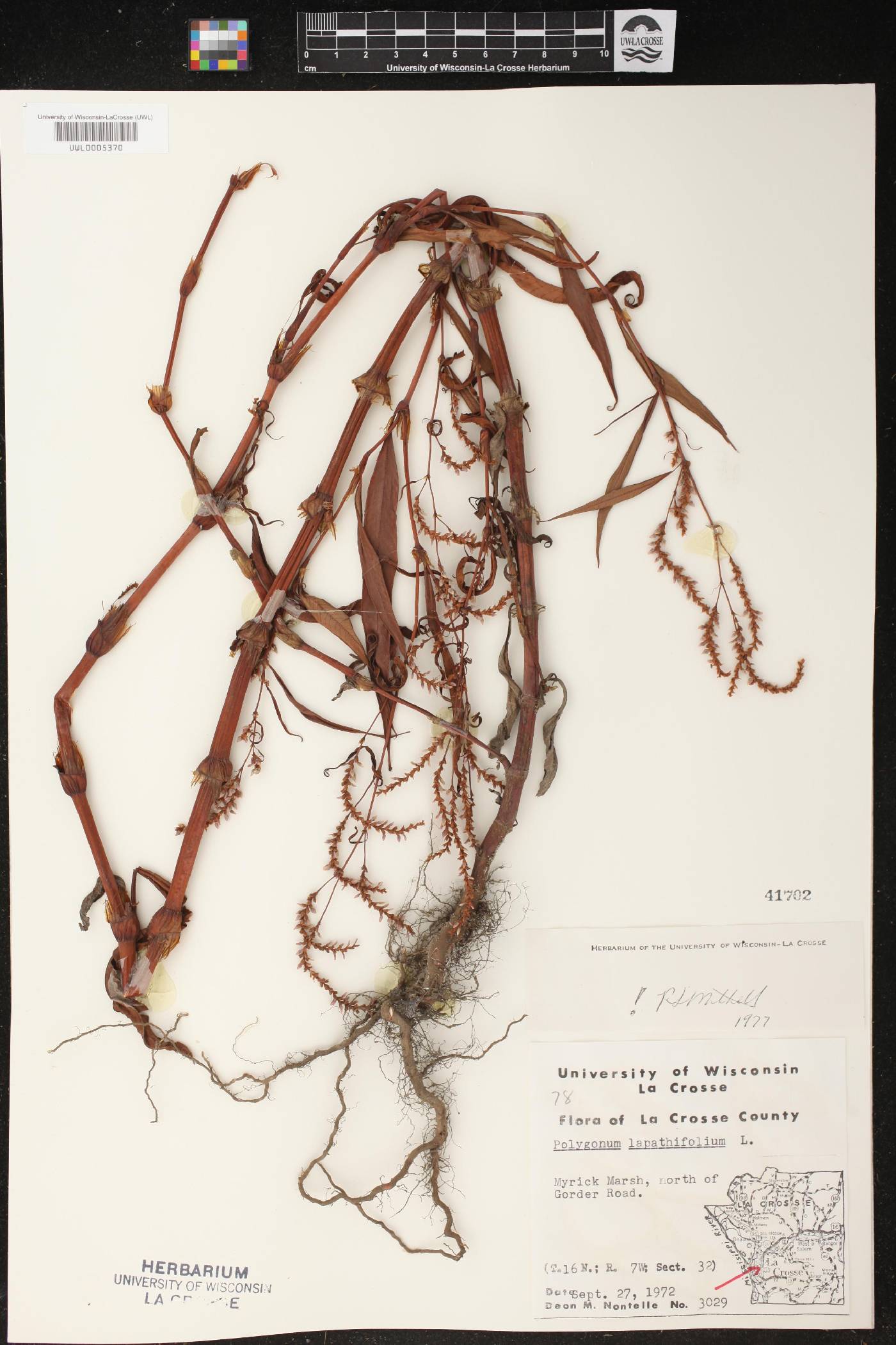Persicaria lapathifolia image