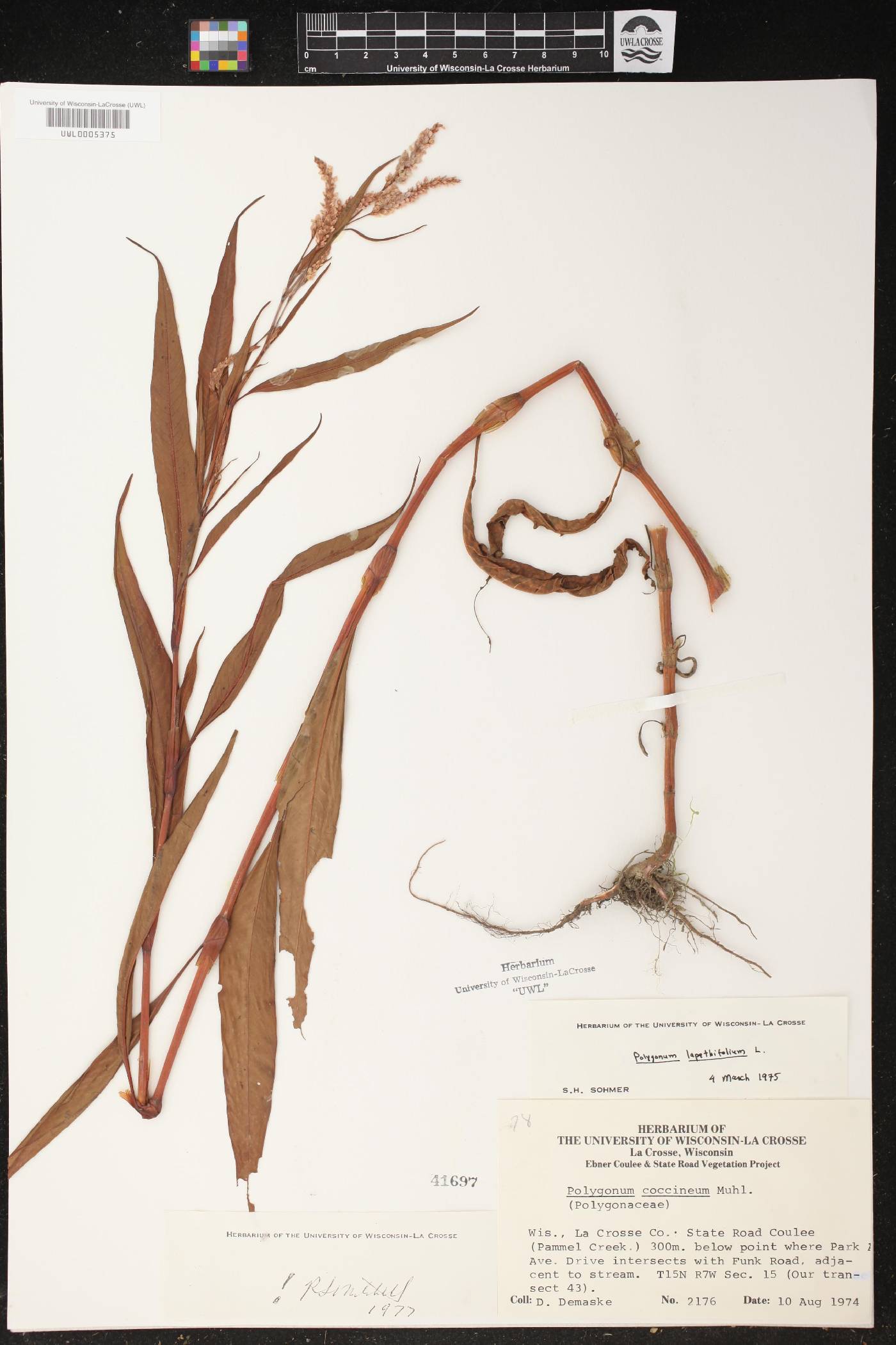 Persicaria lapathifolia image