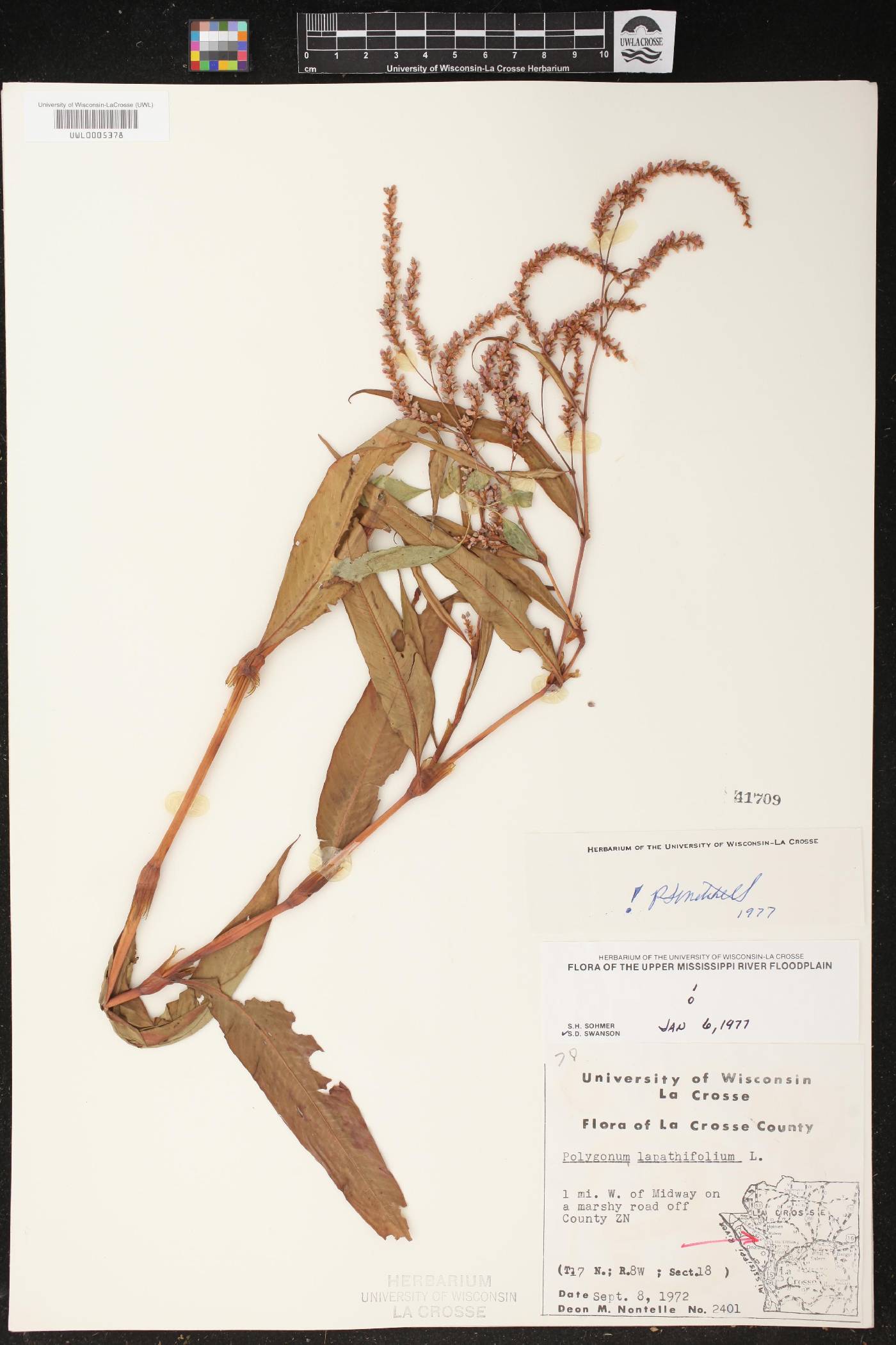 Persicaria lapathifolia image