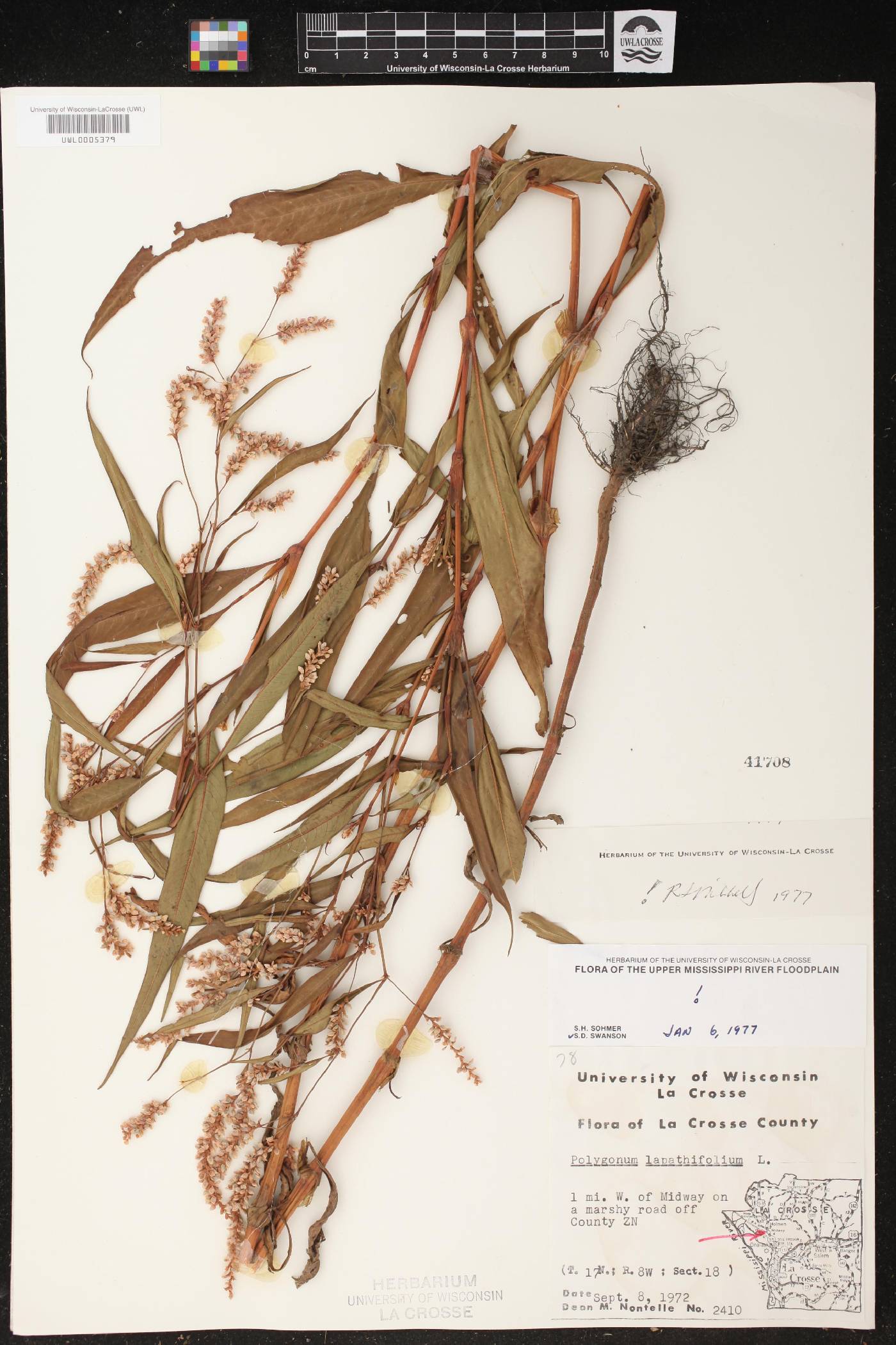 Persicaria lapathifolia image