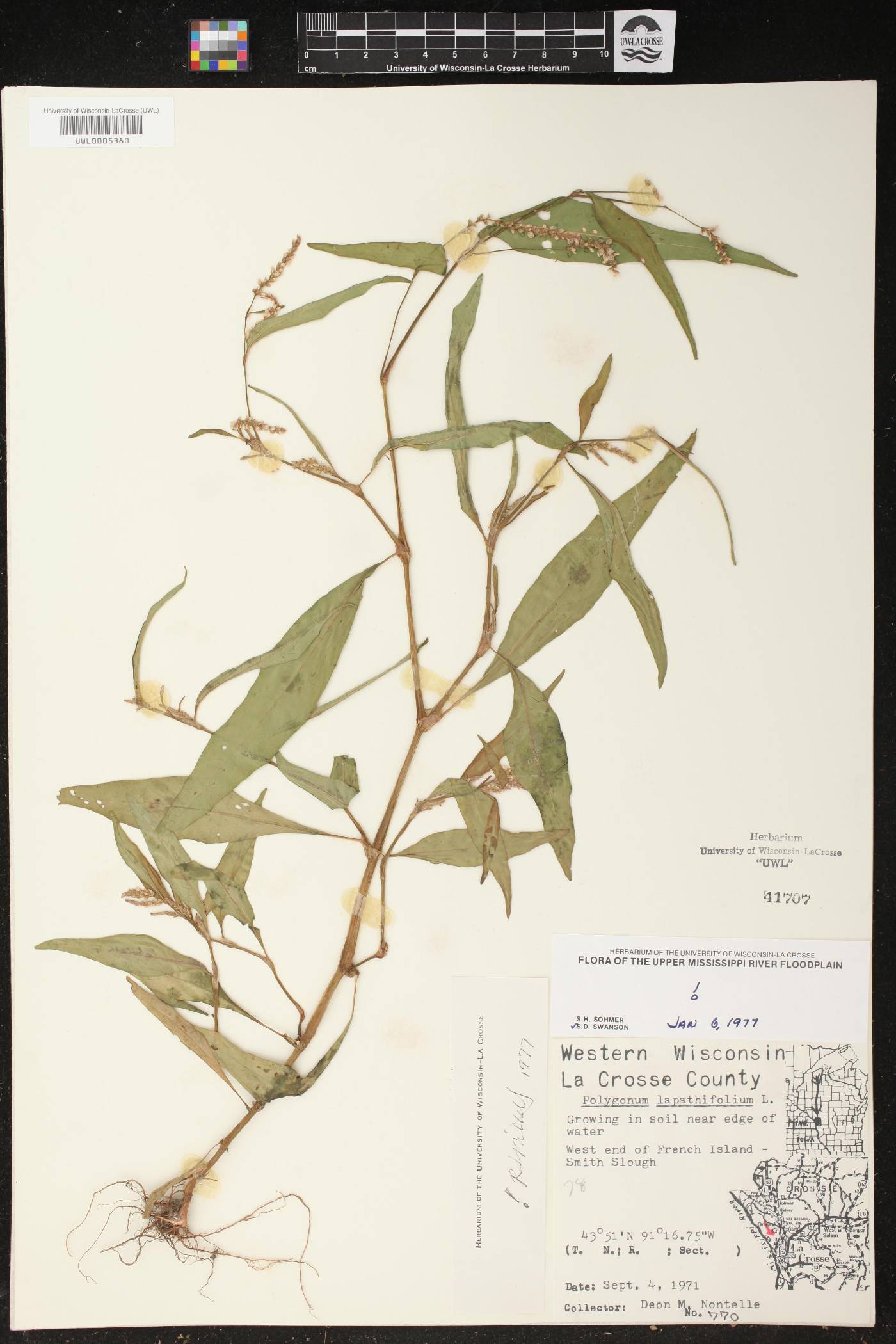 Persicaria lapathifolia image