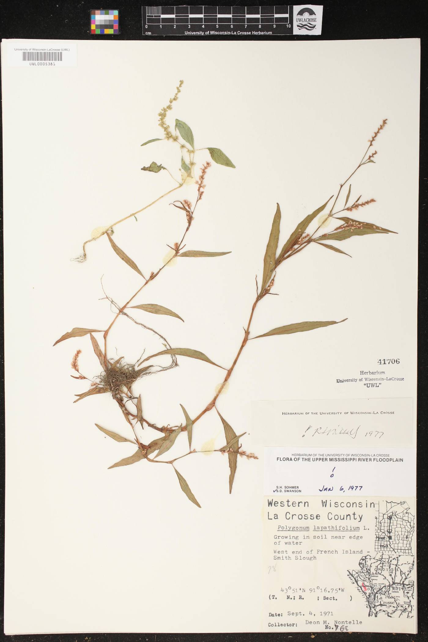 Persicaria lapathifolia image