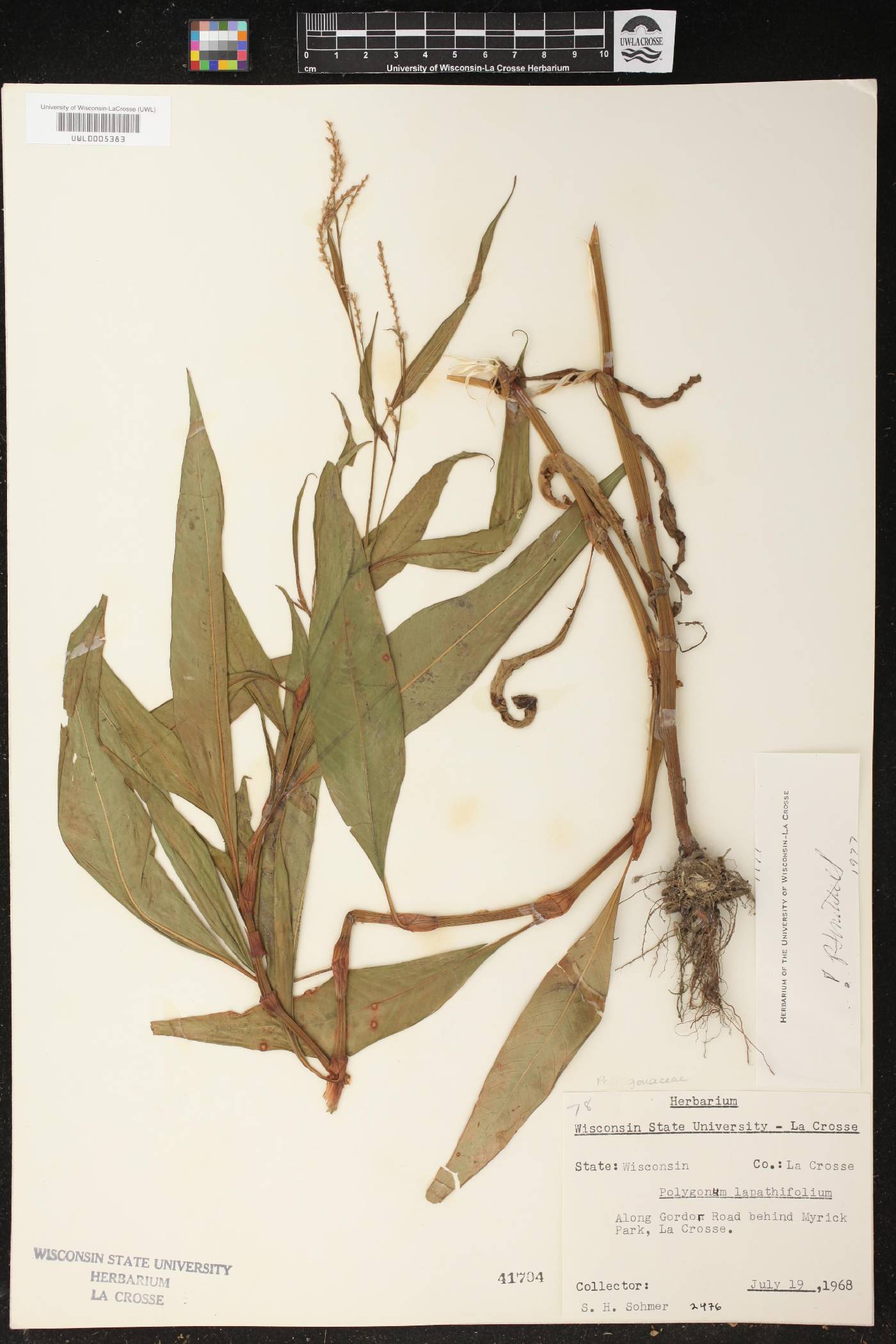 Persicaria lapathifolia image